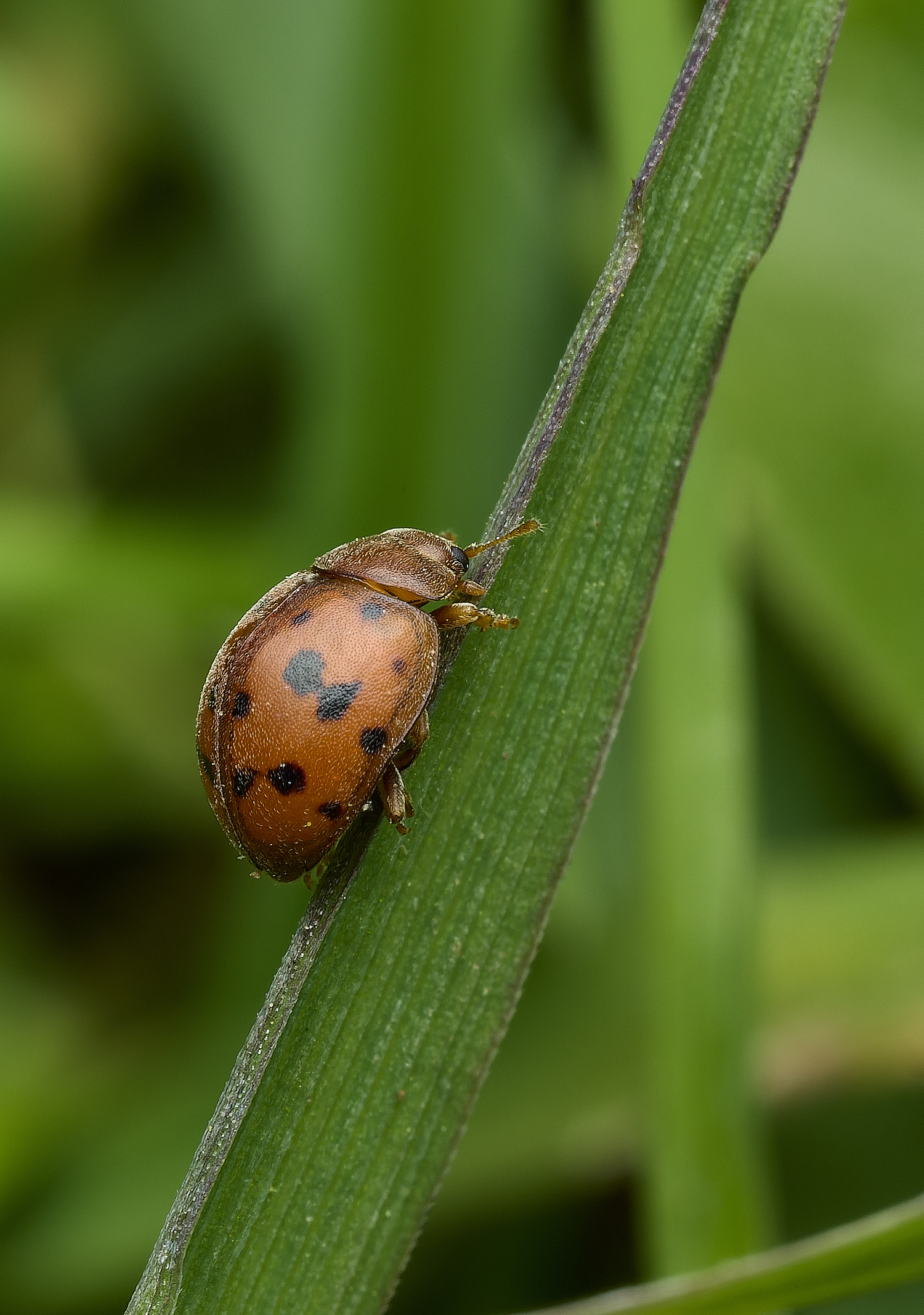 BowthorpeSouthernParkSvigintiquattourpunctata080426-2
