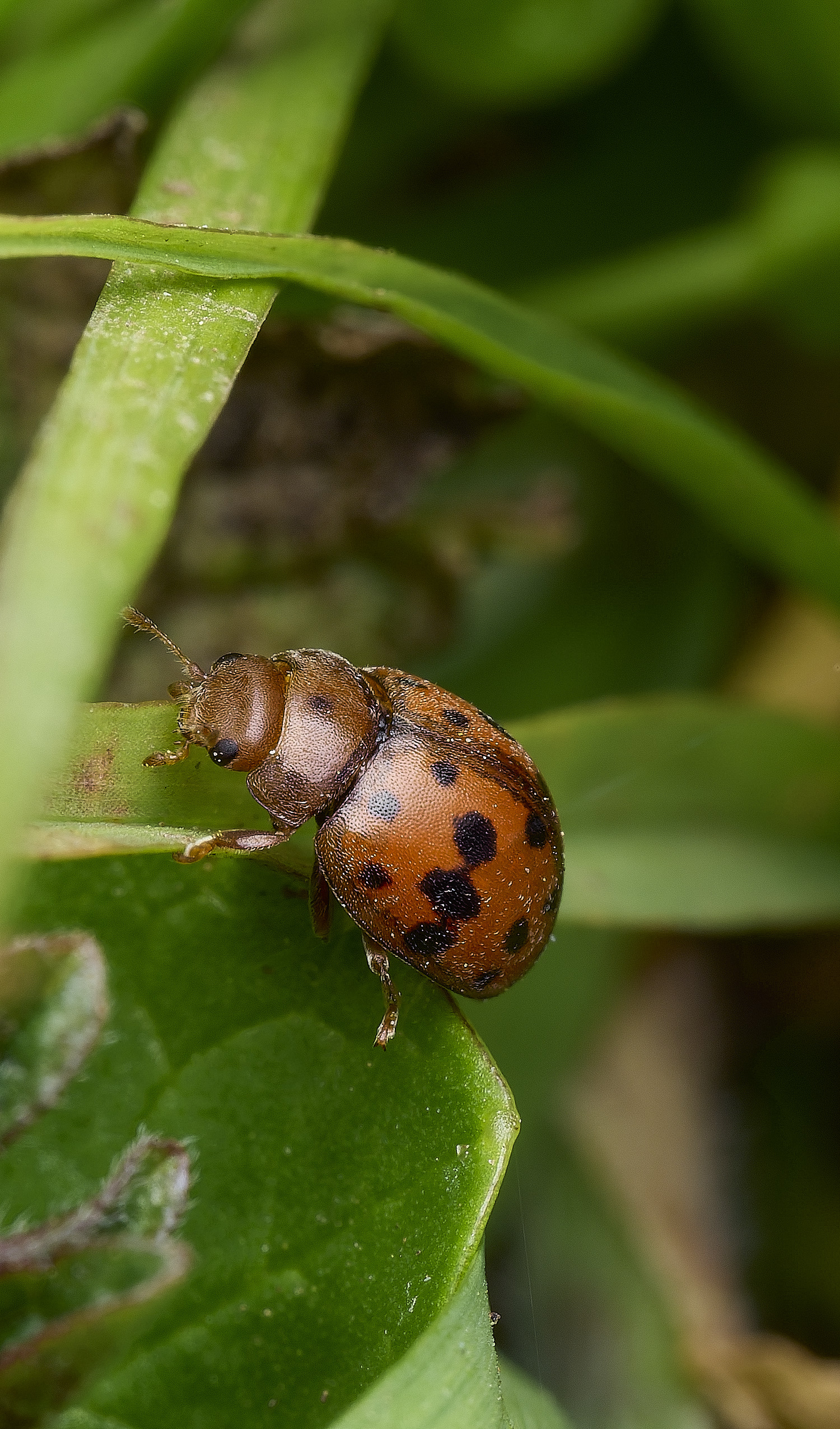 BowthorpeSouthernParkSvigintiquattourpunctata080426-3