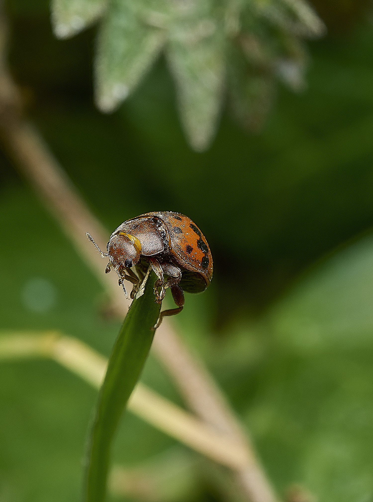 BowthorpeSouthernParkSvigintiquattourpunctata080426-4