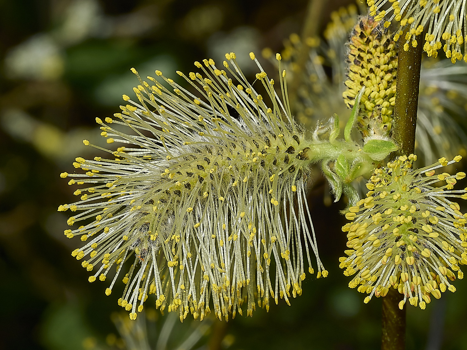 BowthorpeSouthernSallow080426-1