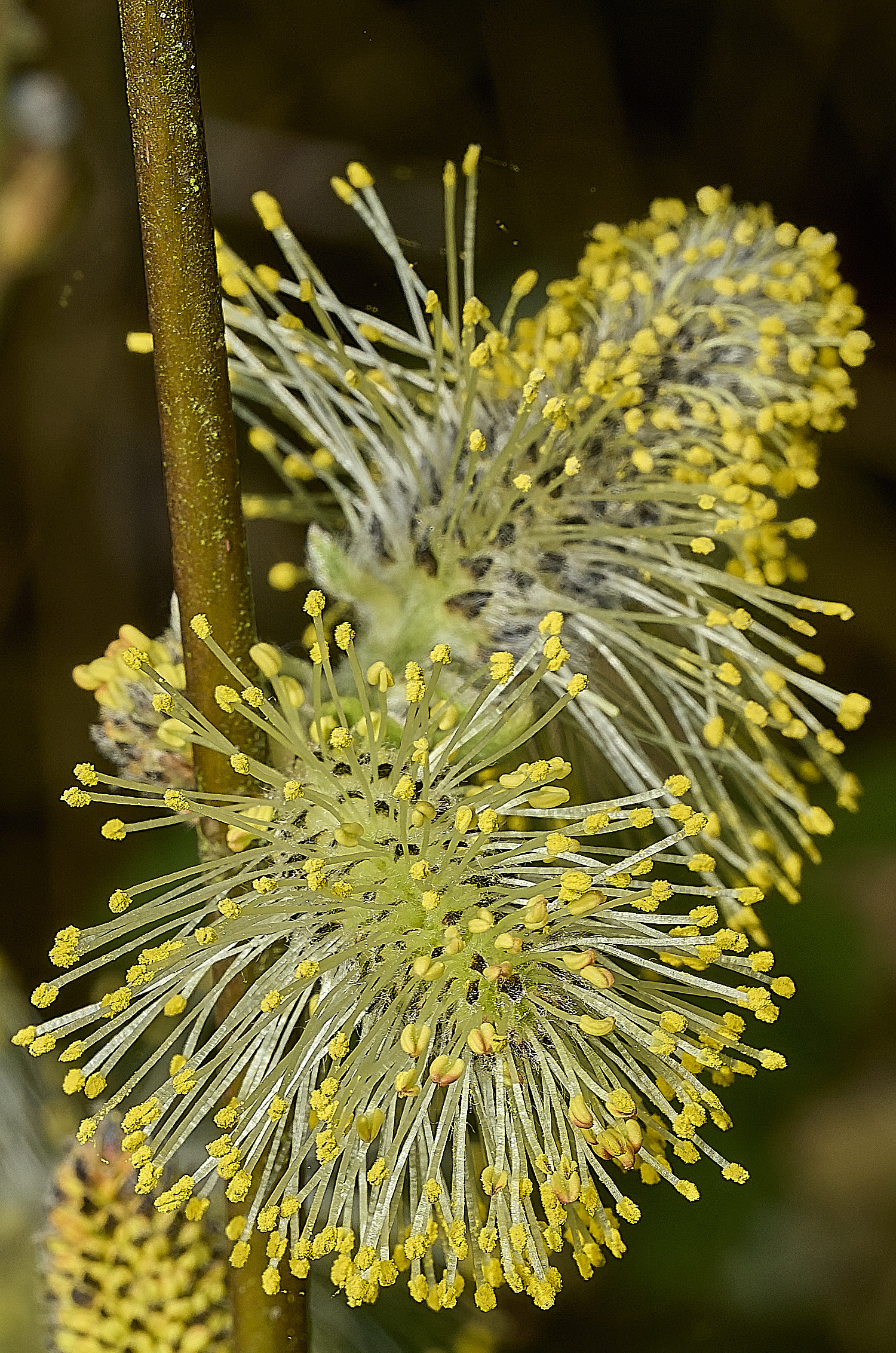 BowthorpeSouthernSallow080426-2