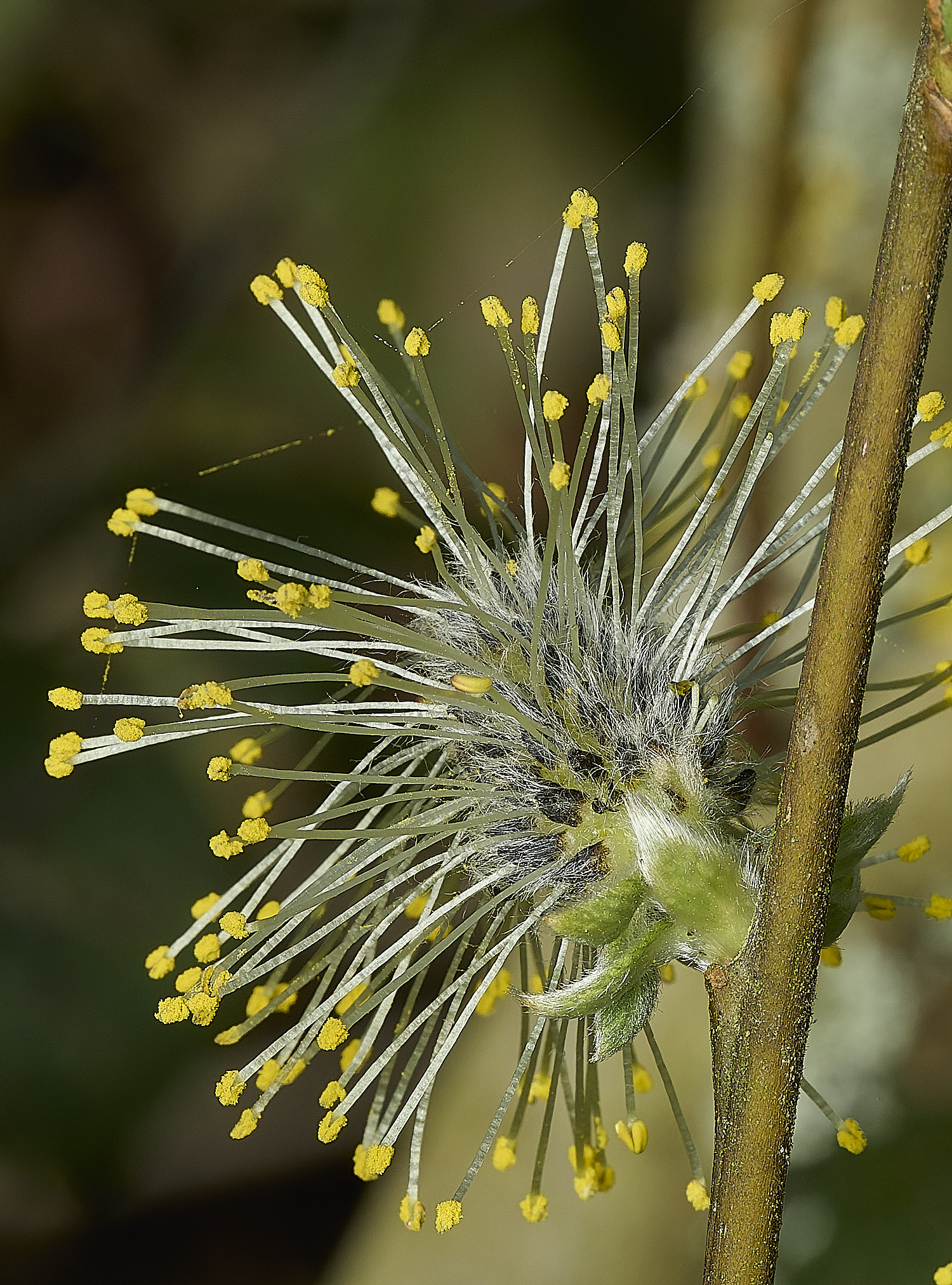 BowthorpeSouthernSallow080426-3