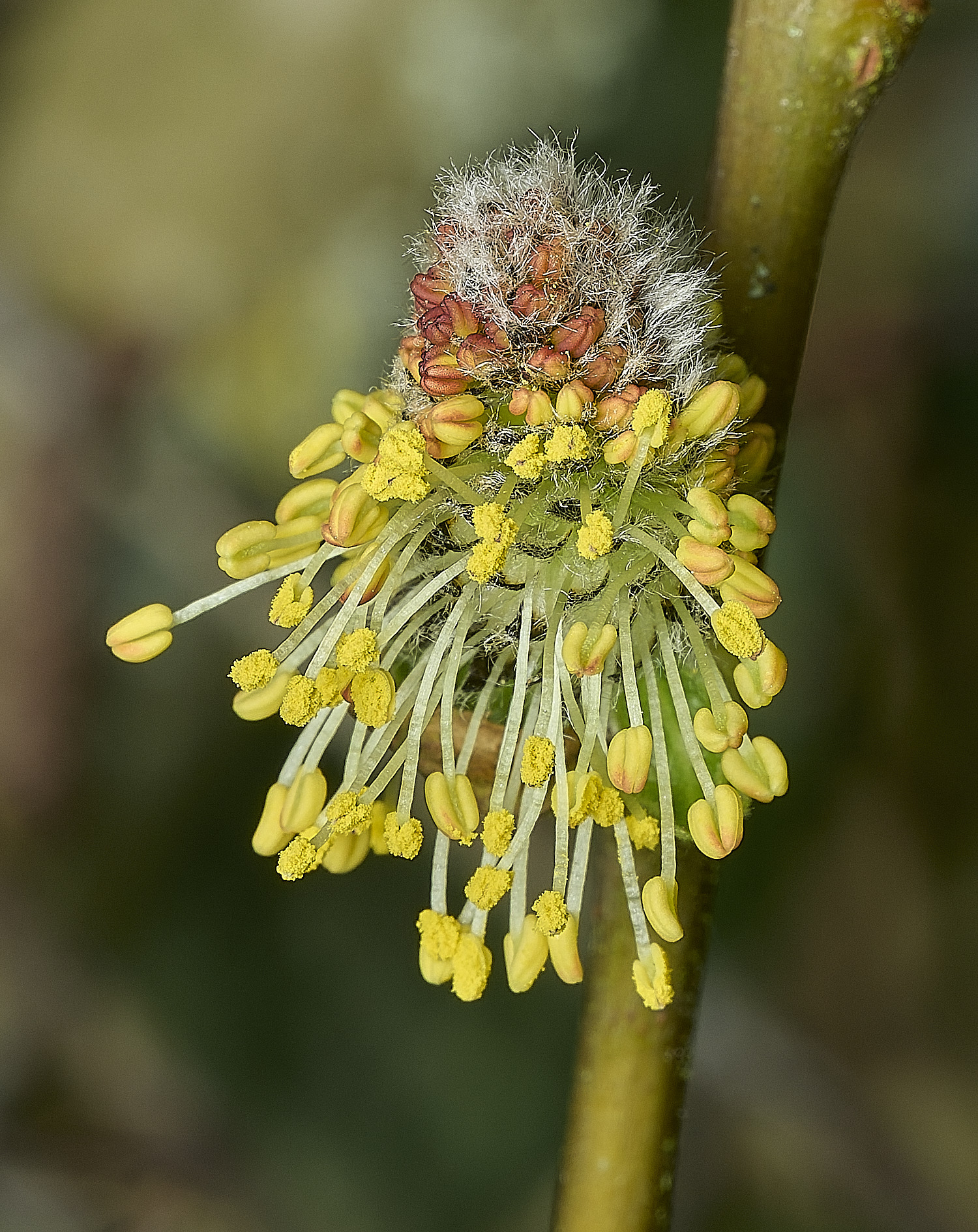 BowthorpeSouthernSallow080426-4