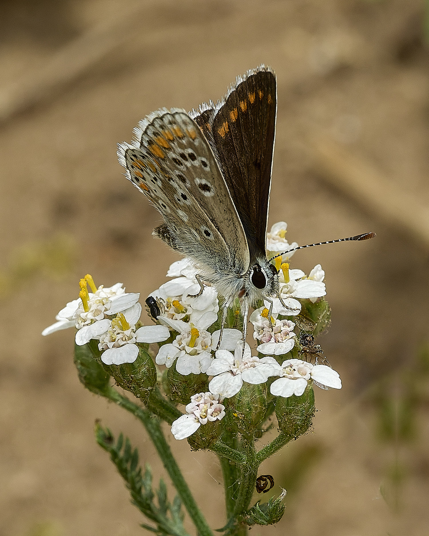 BrecksBrownArgus080726-1