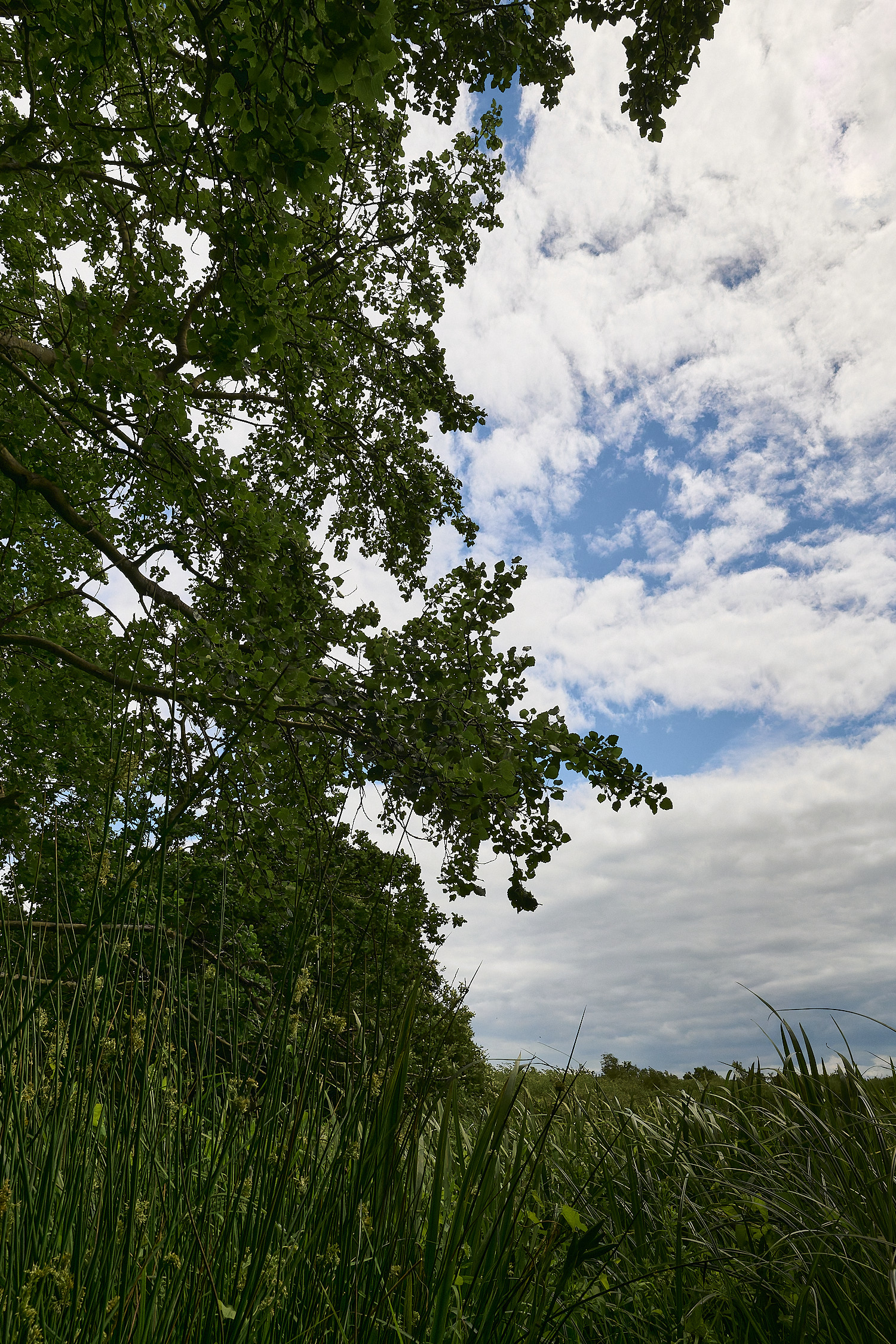 BurghCommon130626-5