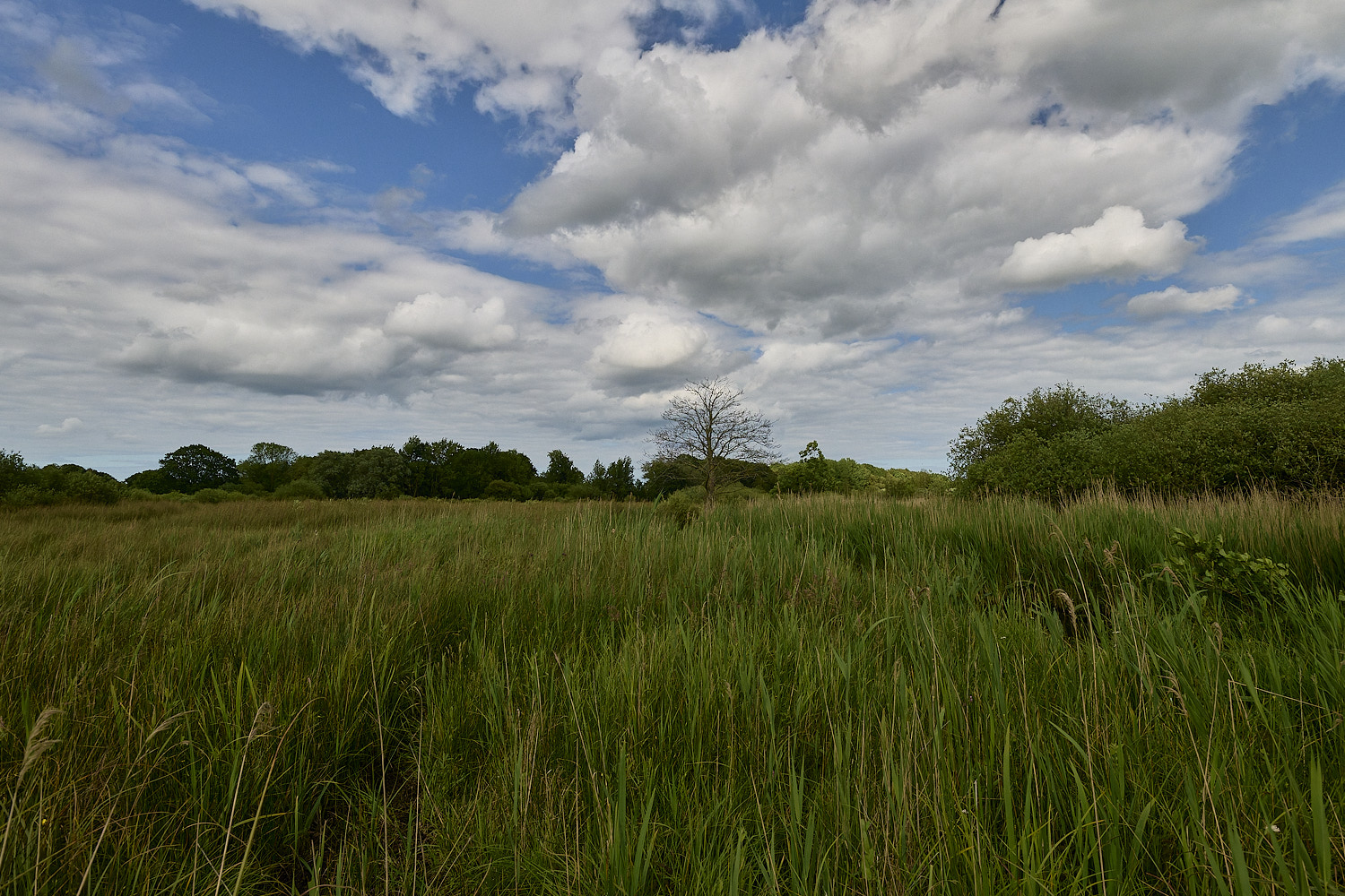BurghCommon130626-6