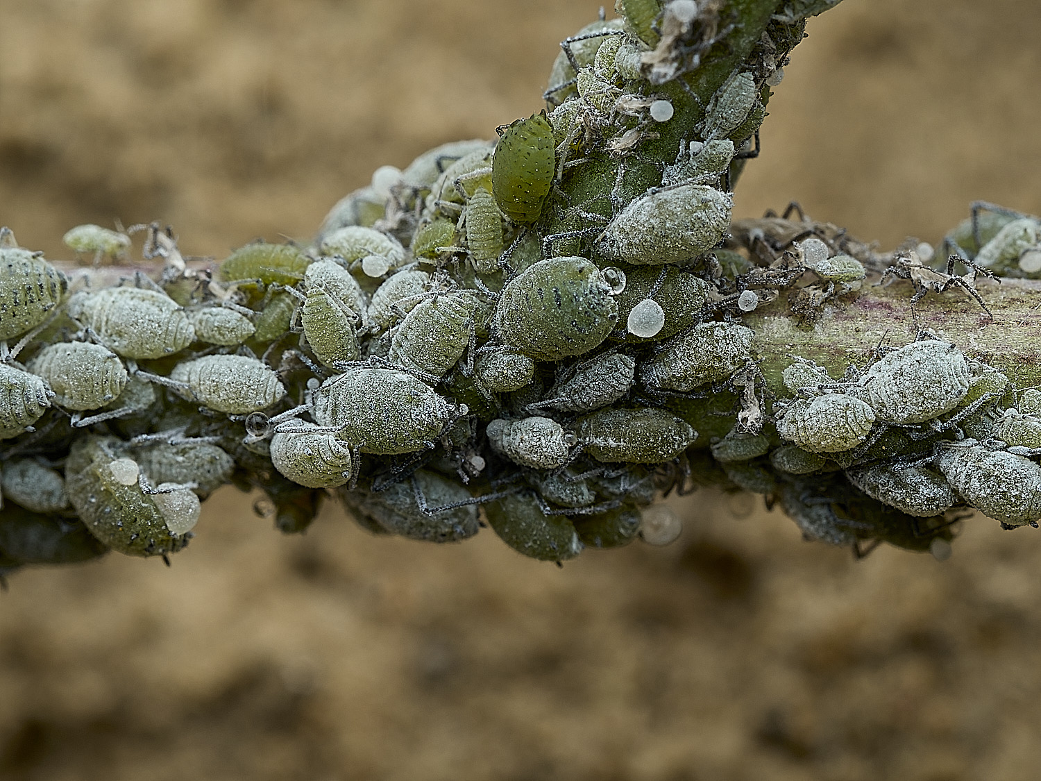 BurghCommonAphids131126-1