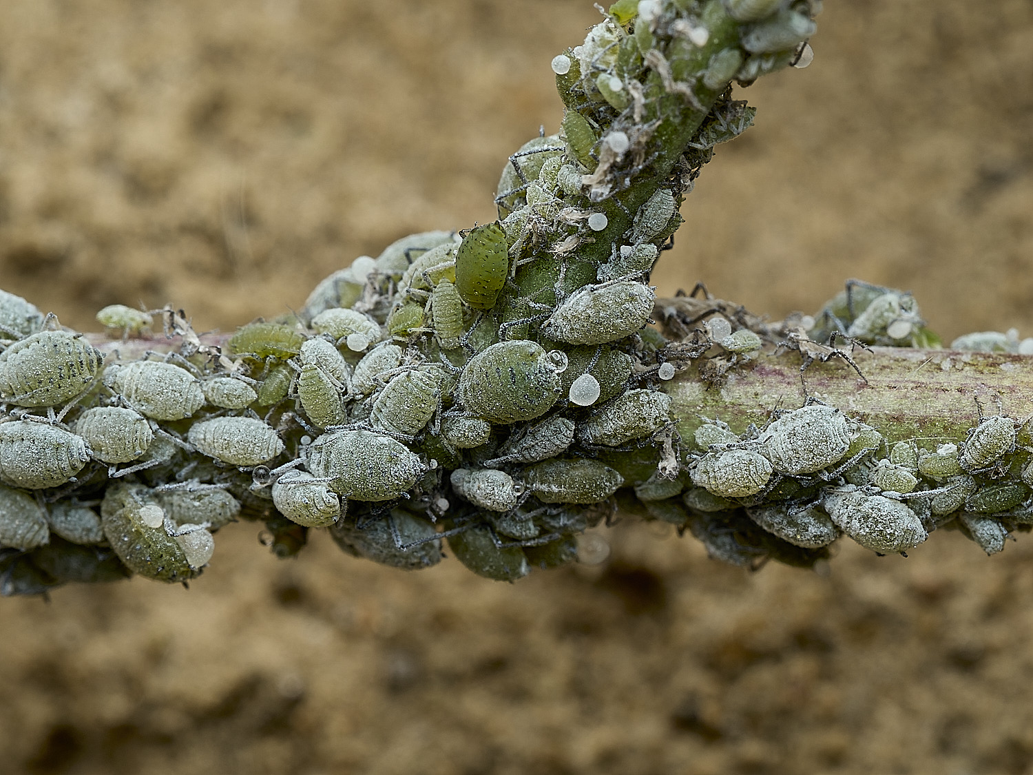 BurghCommonAphids131126-2