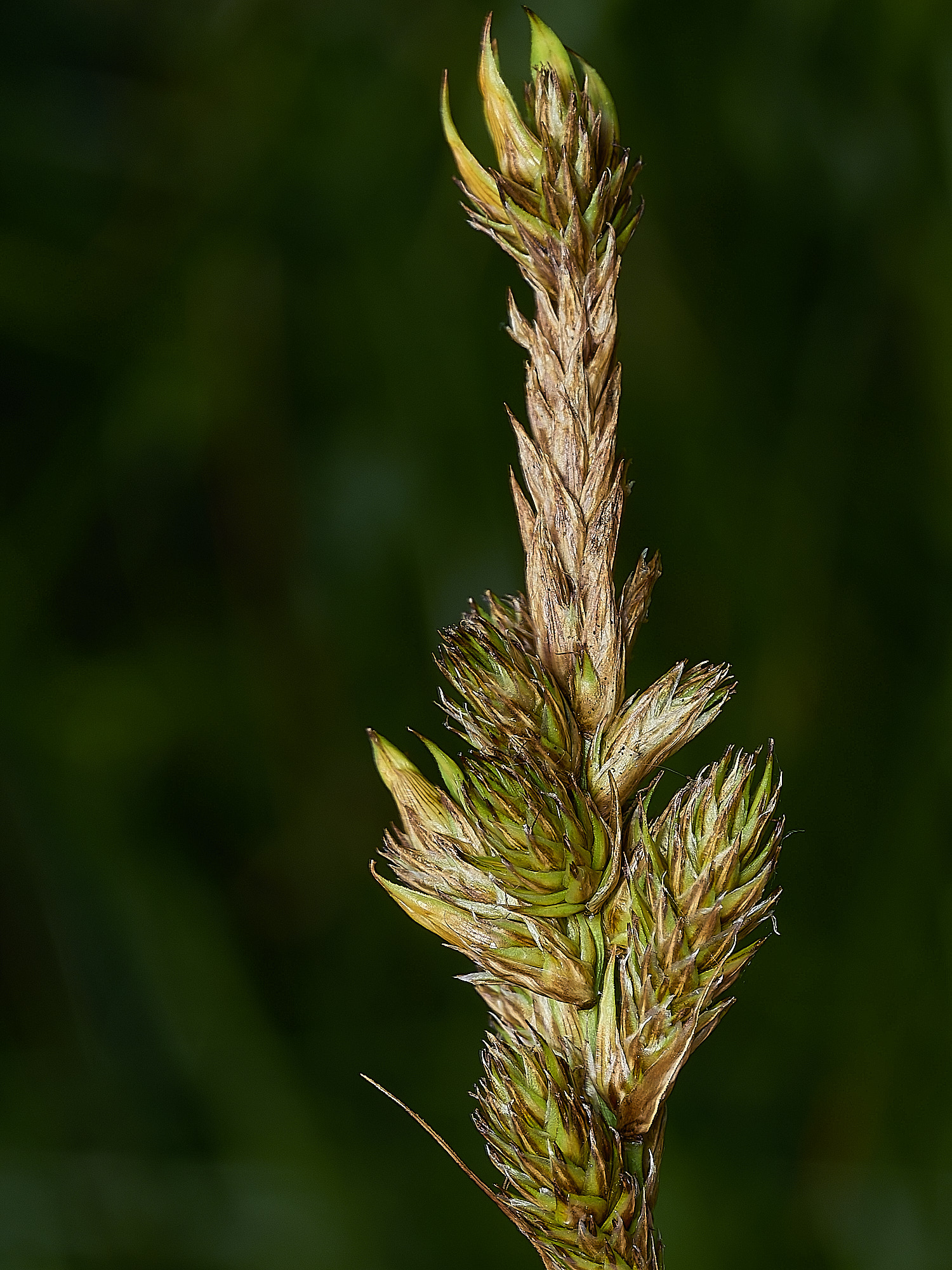 BurghCommonBrownSedge131126-1