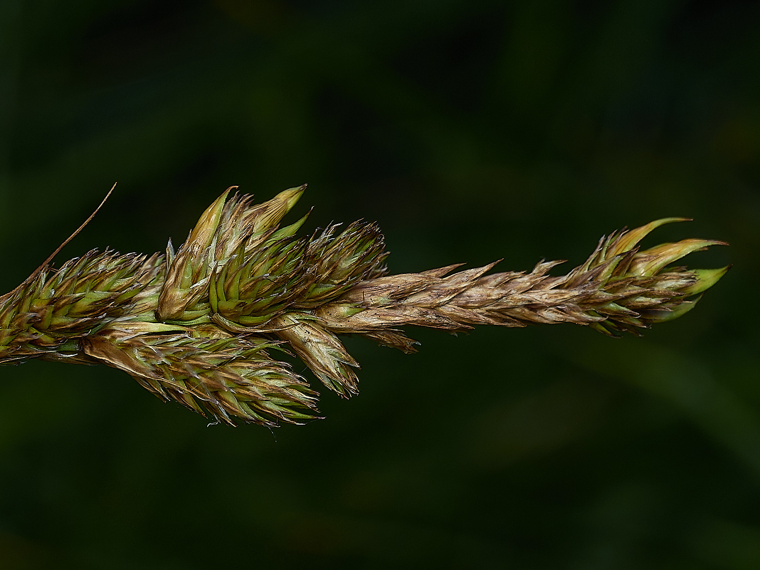 BurghCommonBrownSedge131126-2