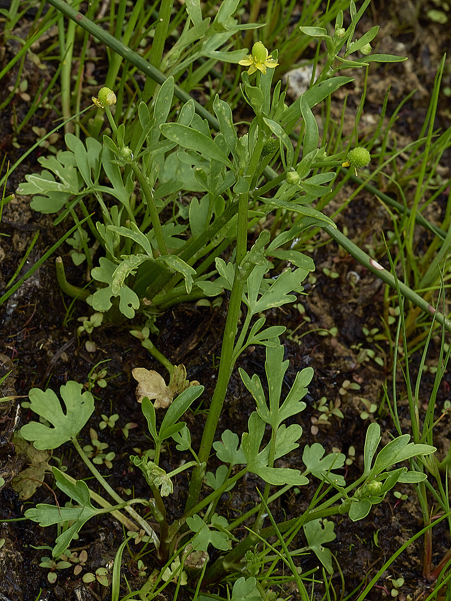 BurghCommonCelery-leeavedButtercup130626-1