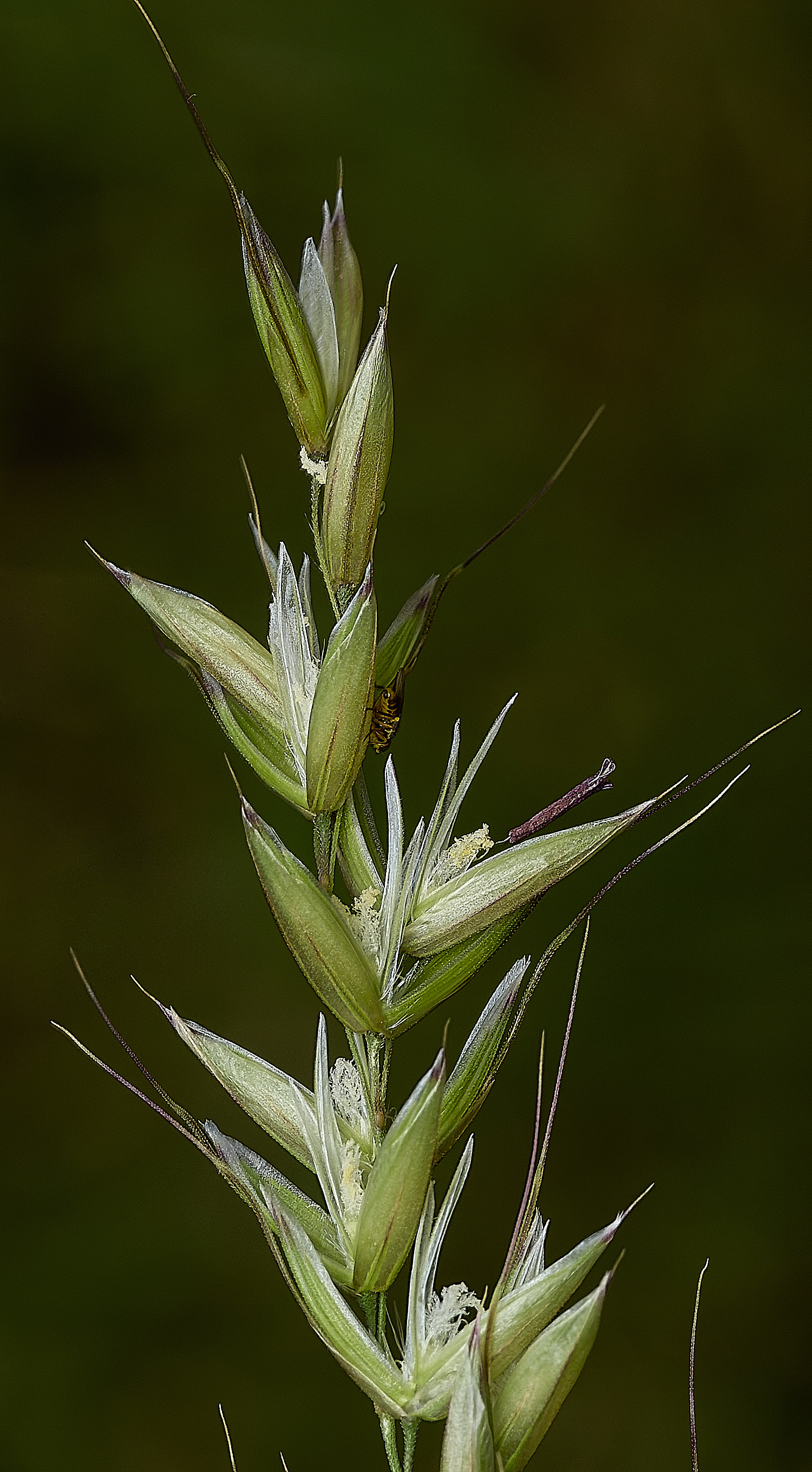 BurghCommonFalseOatGraa131126-1