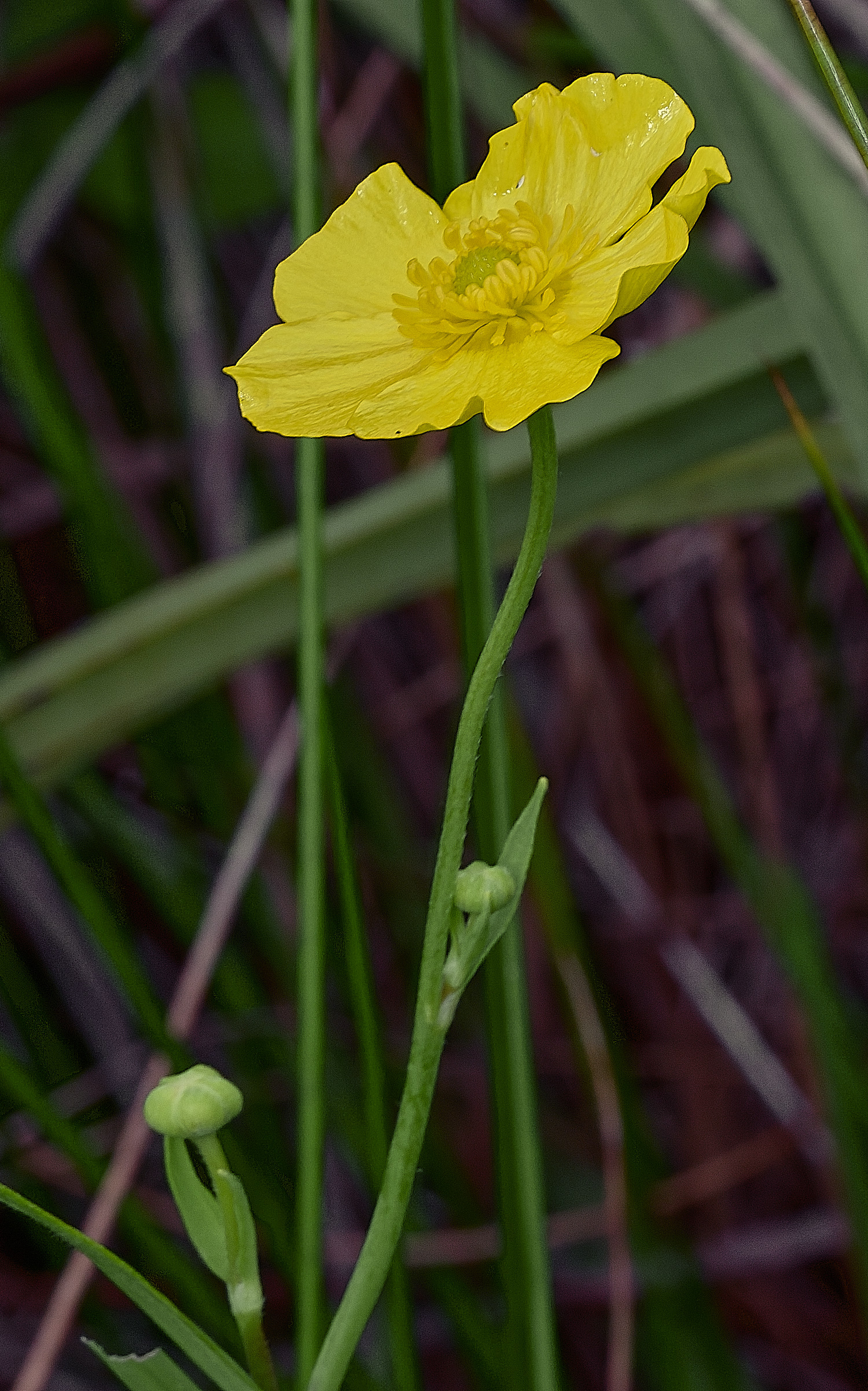 BurghCommonGreaterSpearwort130626-1