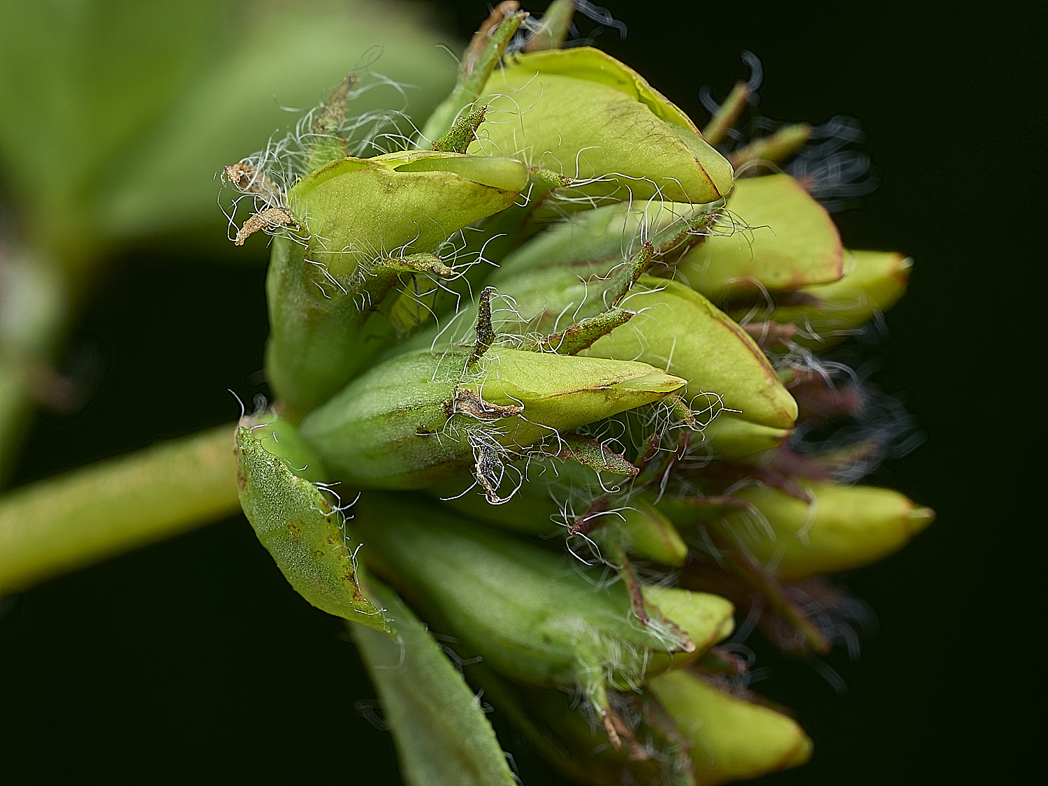 BurghCommonLpedunculatus130626-2