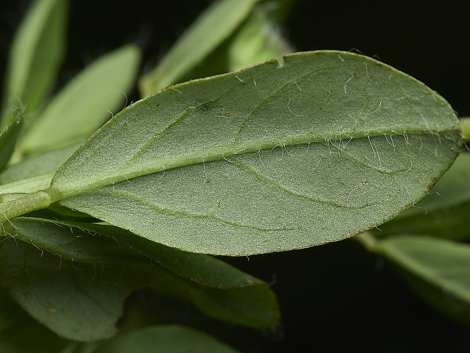 BurghCommonLpedunculatus130626-3