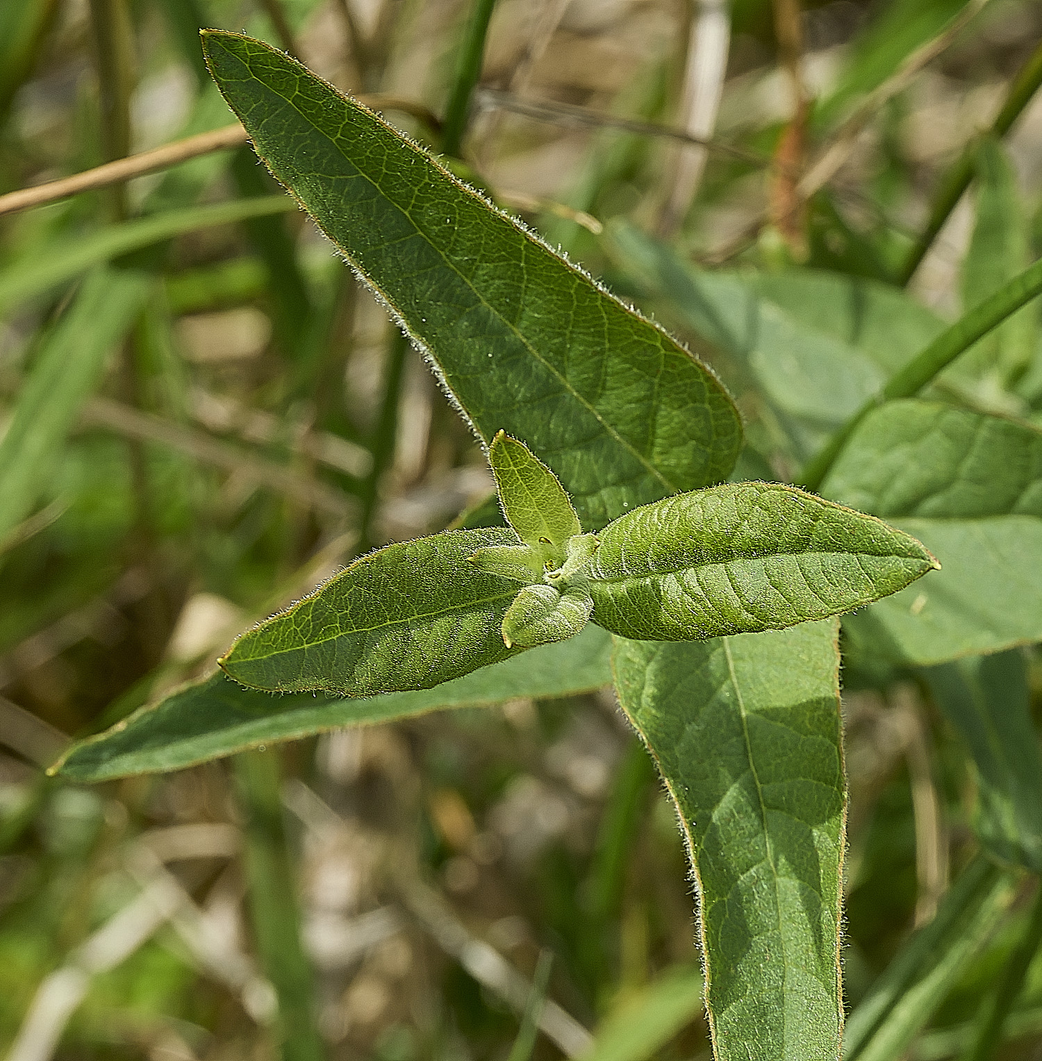 BurghCommonLysimachia130626-1