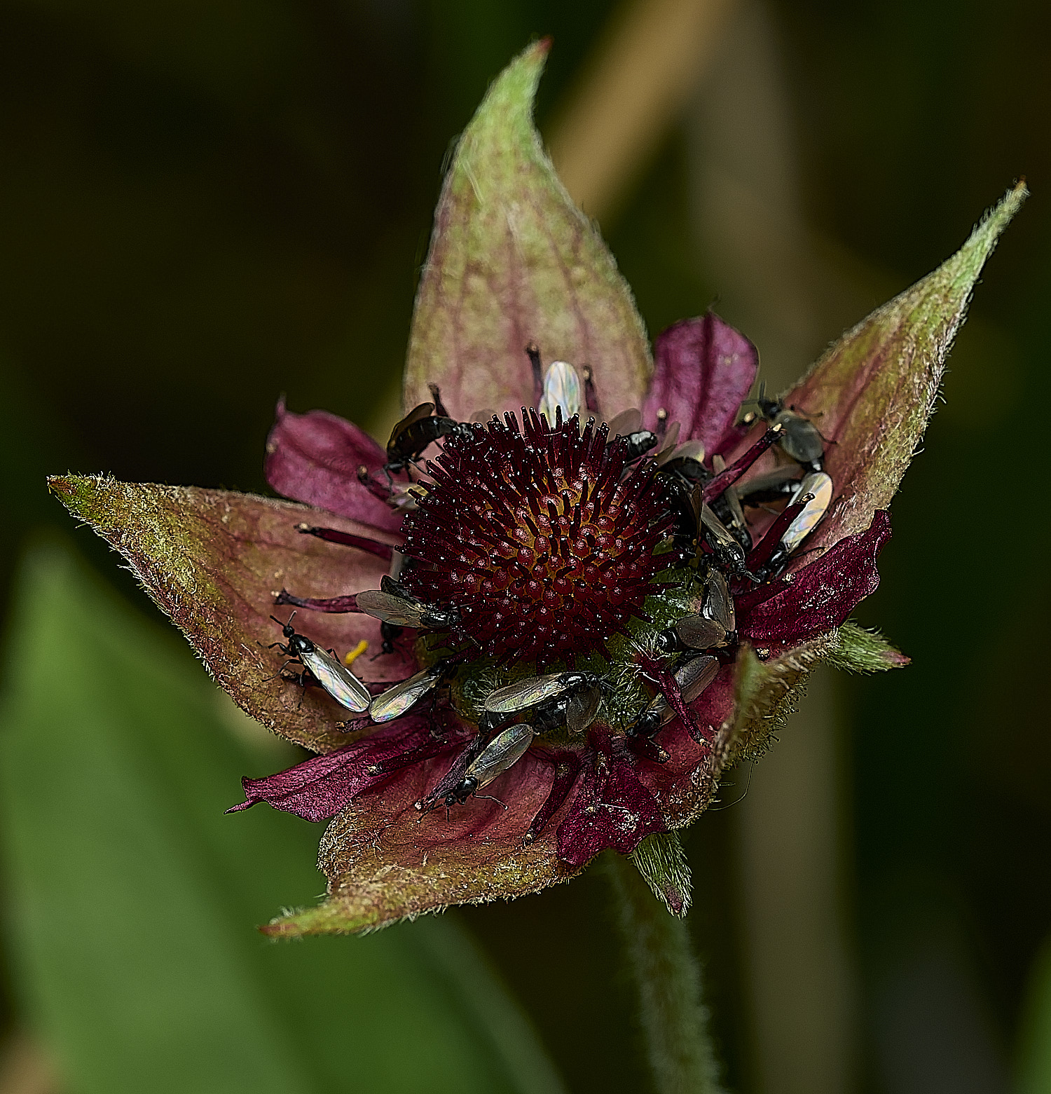 BurghCommonMarshCinquefoil131126-2