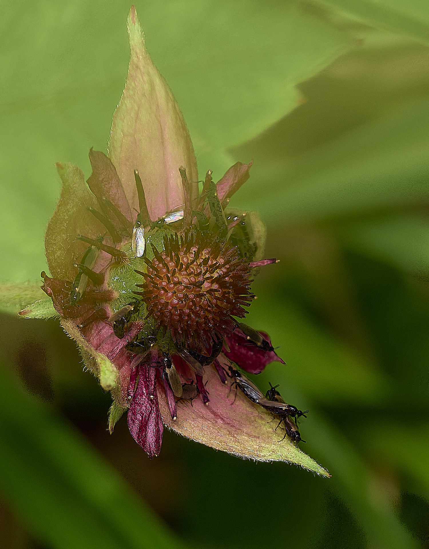 BurghCommonMarshCinquefoil131126-3