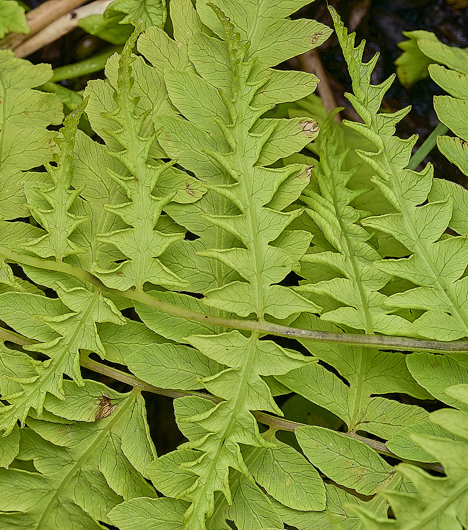 BurghCommonMarshFern130626-2