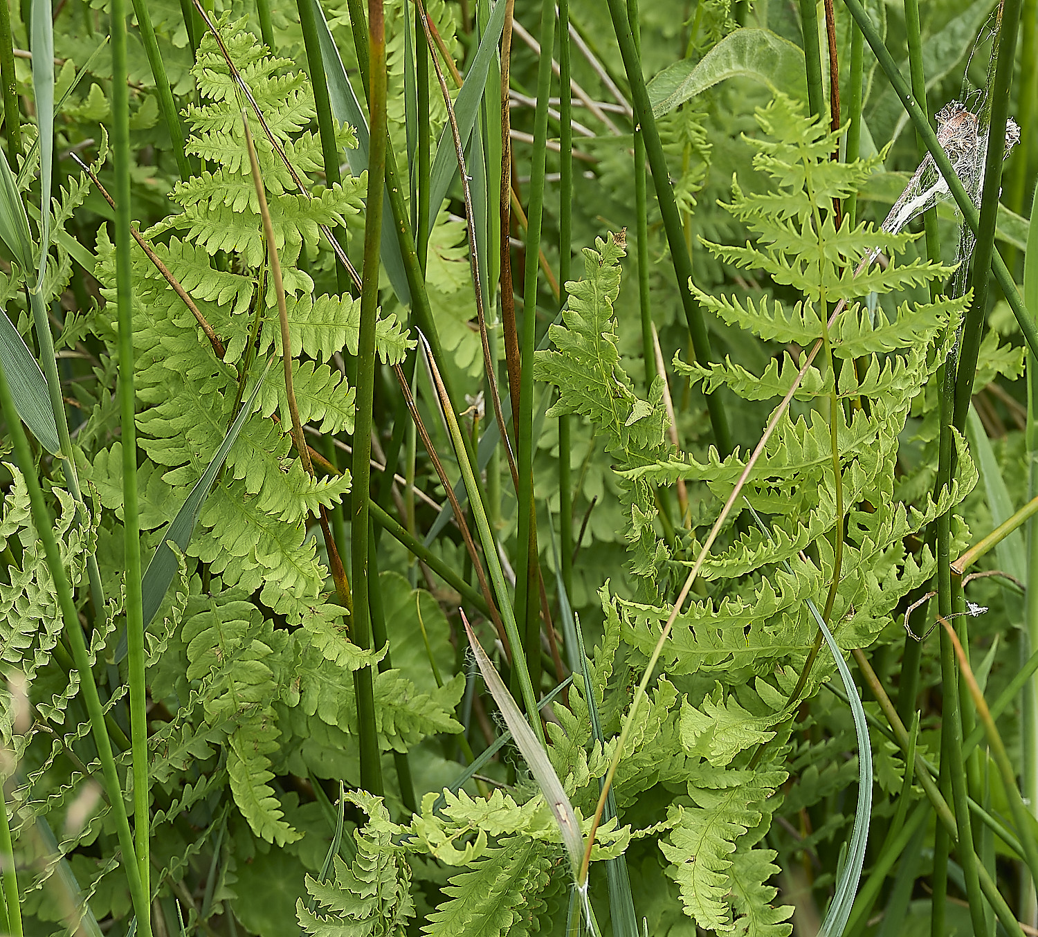 BurghCommonMarshFern130626-3