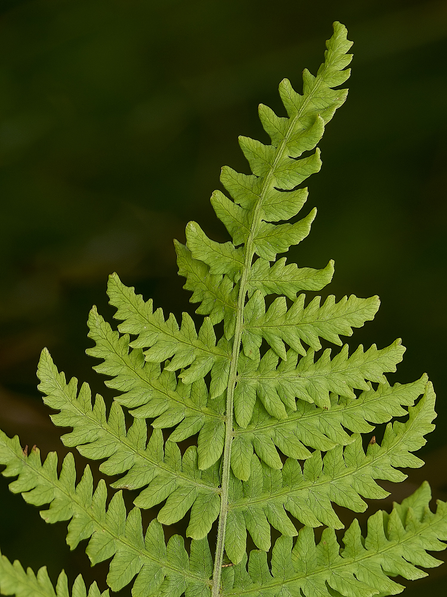 BurghCommonMarshFern130626