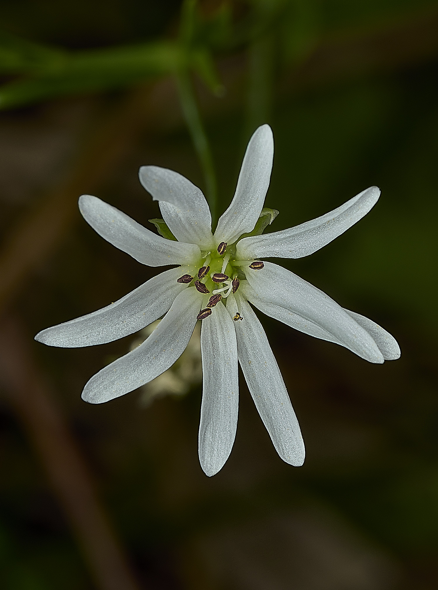 BurghCommonMarshStitchwort130626-1