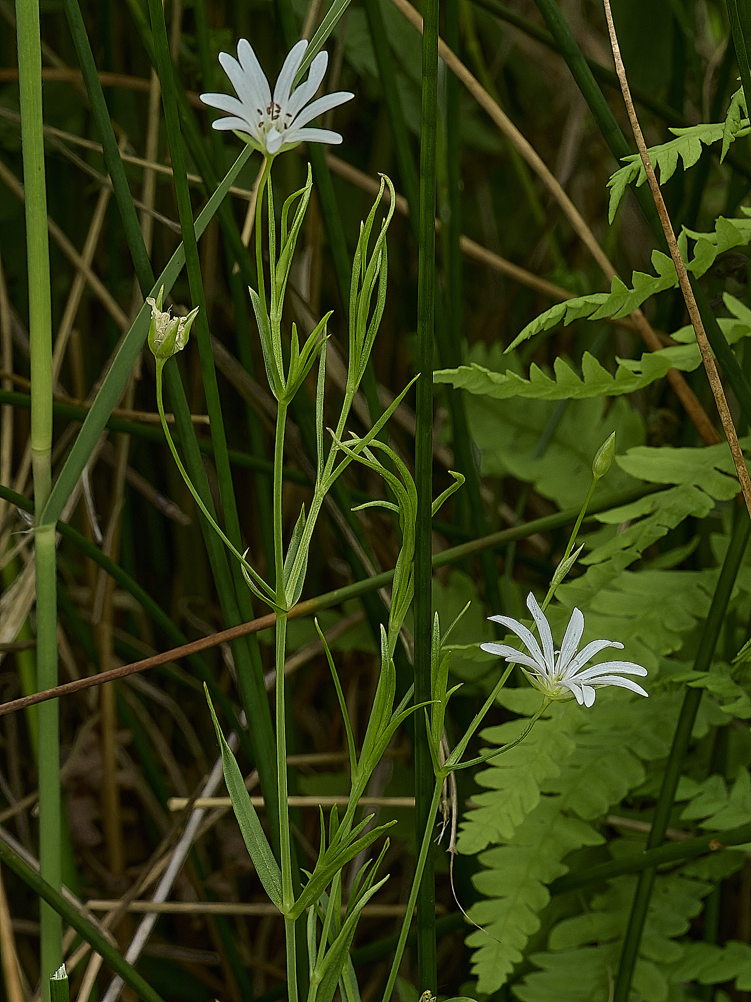 BurghCommonMarshStitchwort130626-2