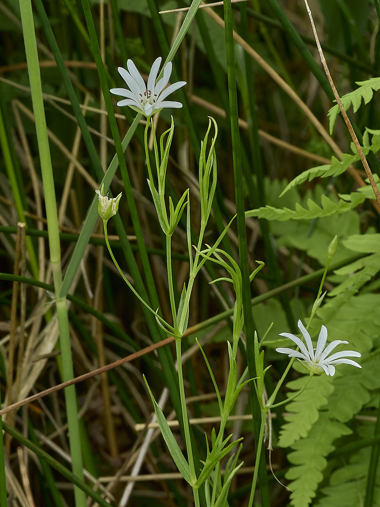 BurghCommonMarshStitchwort130626-3