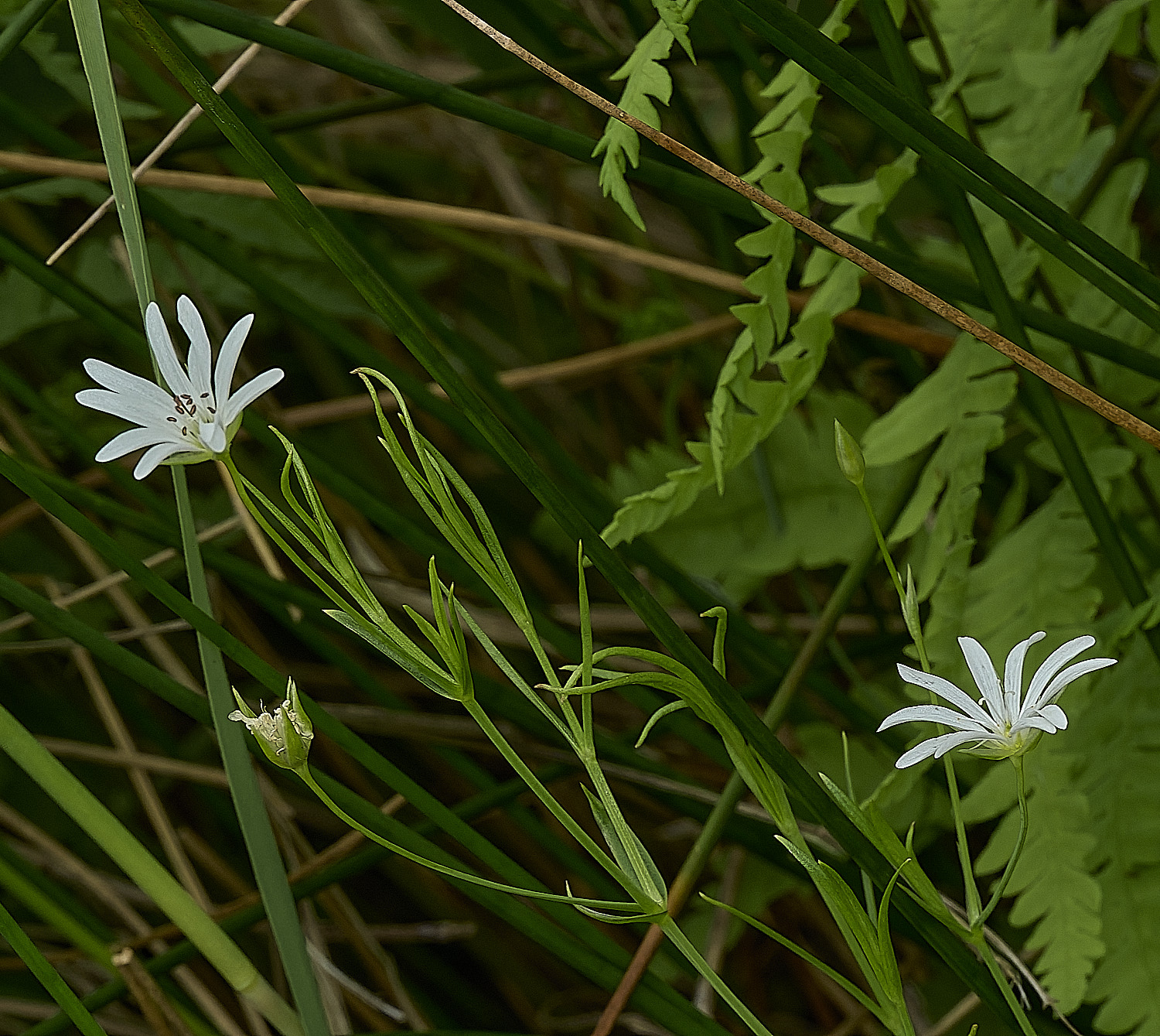 BurghCommonMarshStitchwort130626-4