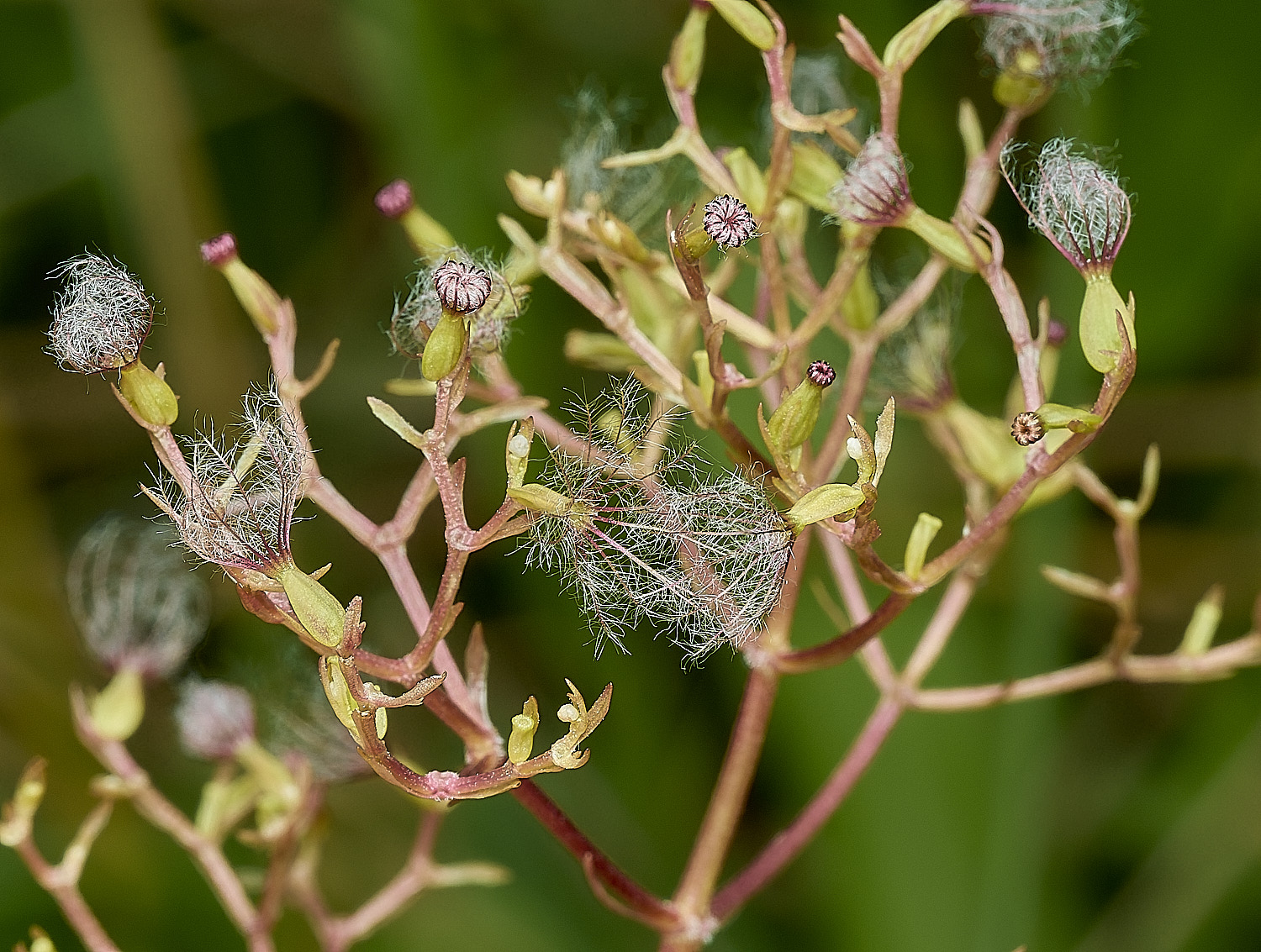 BurghCommonMarshValerian130626-1