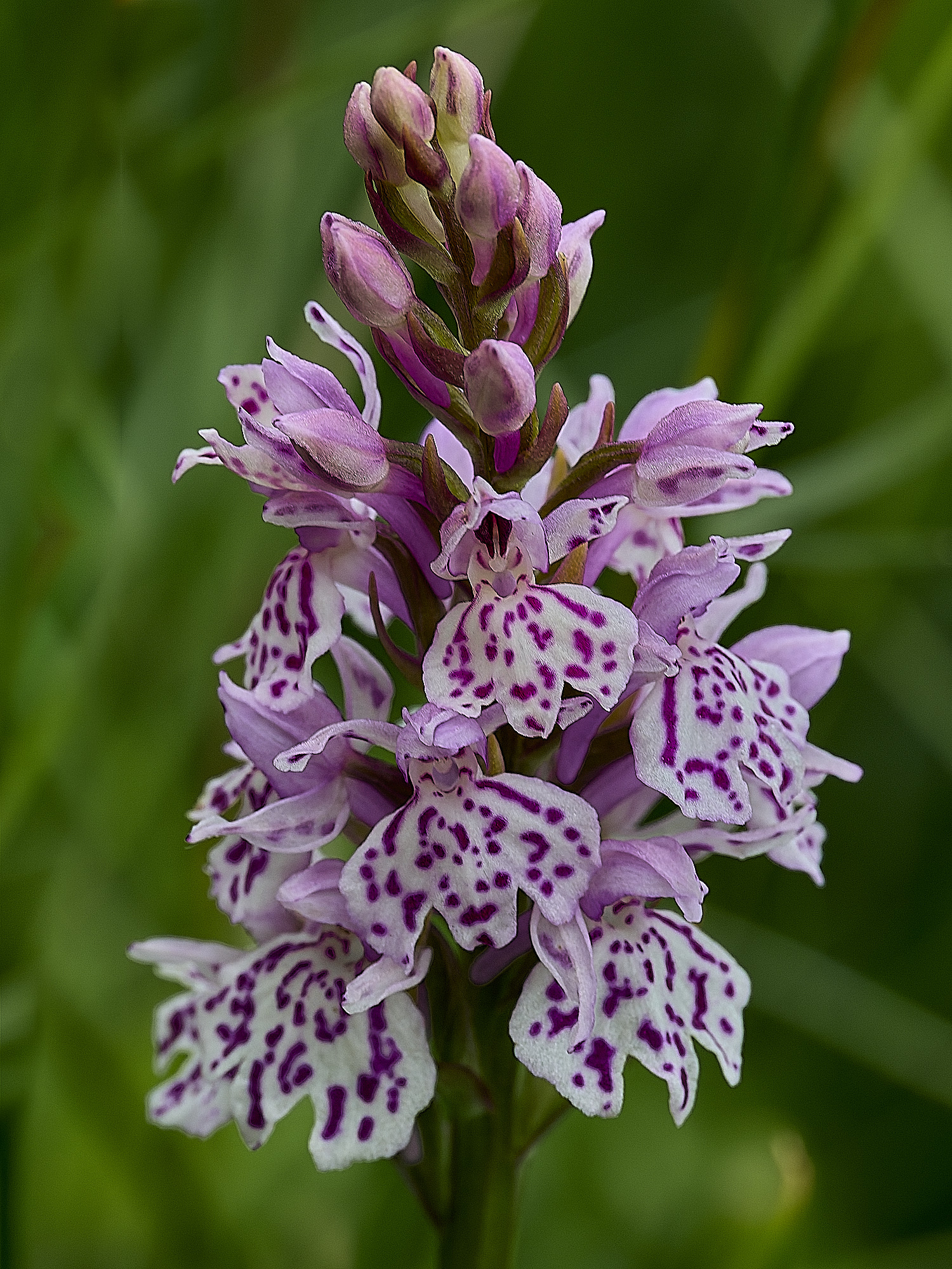 BurghCommonOrchid2130626-1