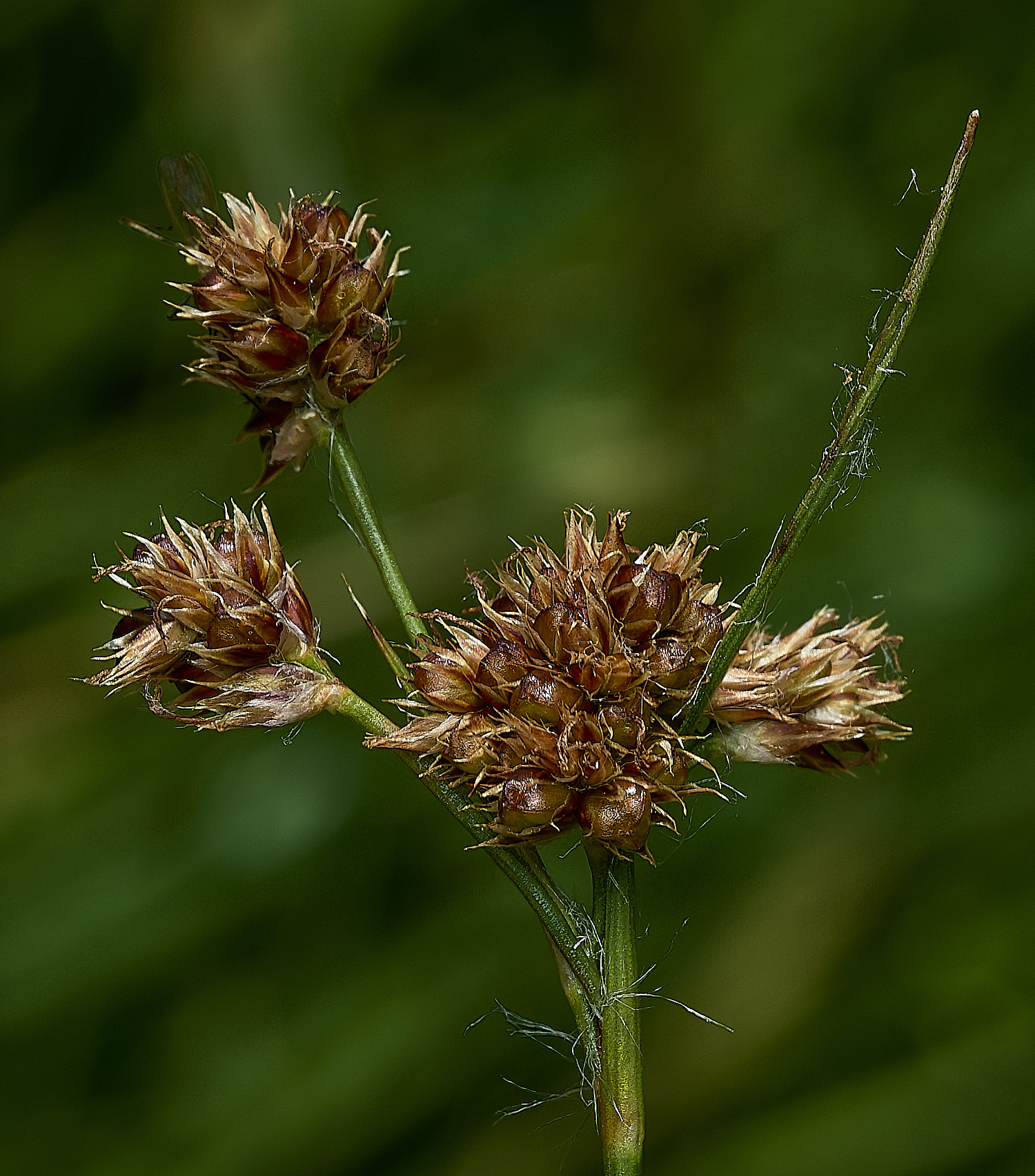 BurghCommonRush131126