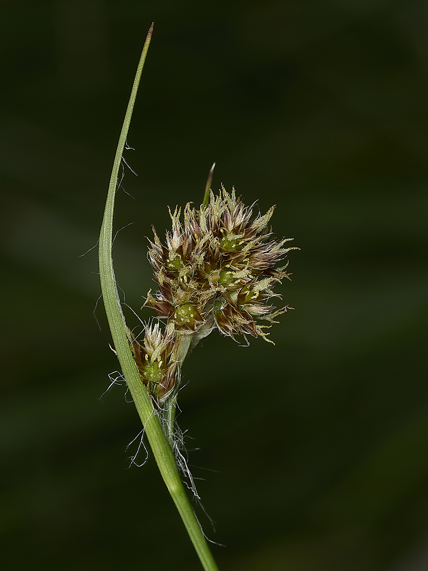BurghCommonRush2131126-1