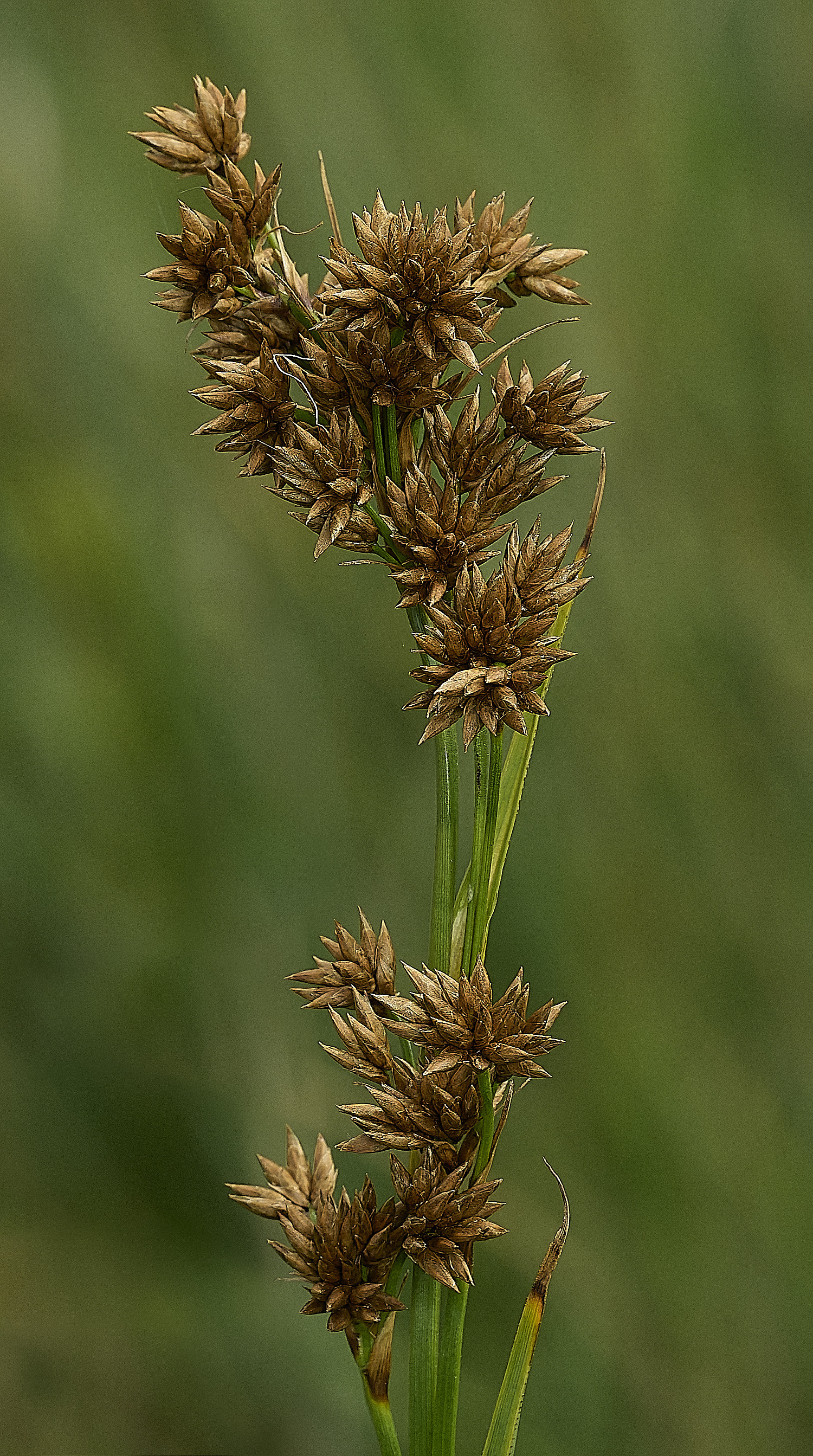 BurghCommonSawSedge130626-2