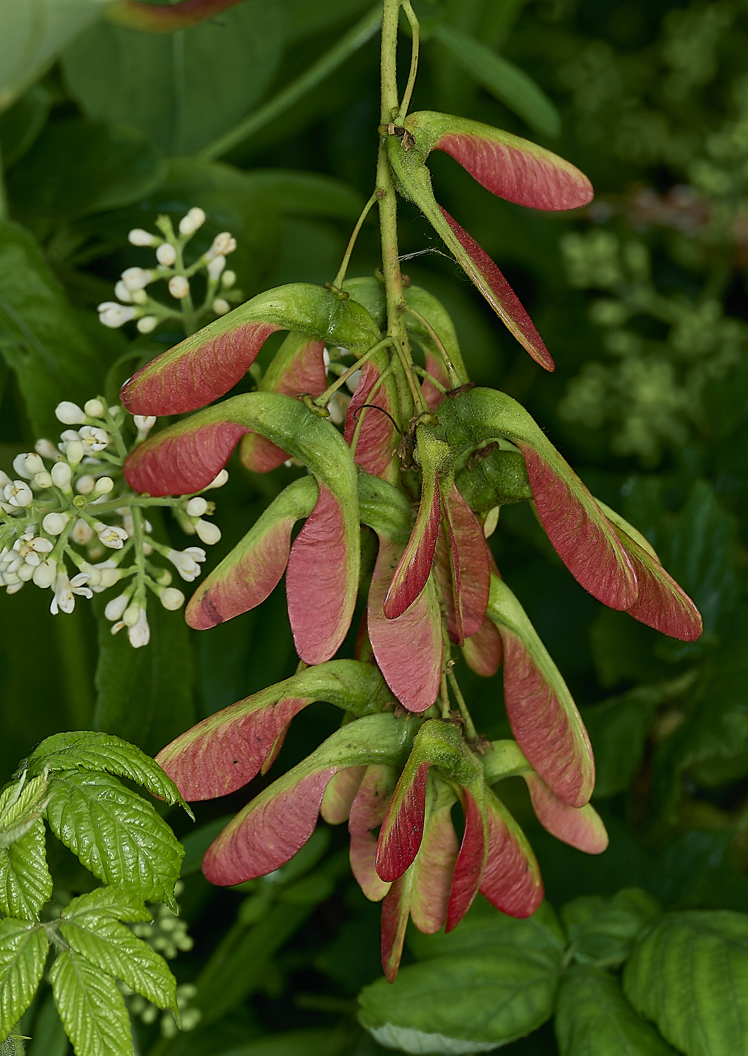 BurghCommonSycamore131126-4