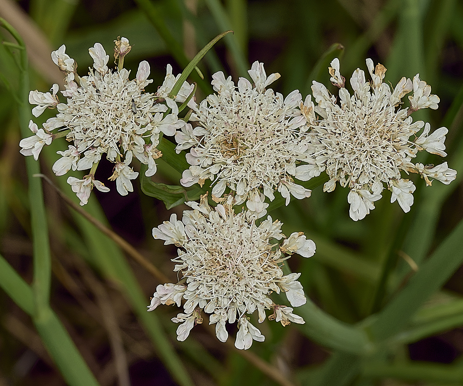 BurghCommonTubularWaterDropwrt130626-1