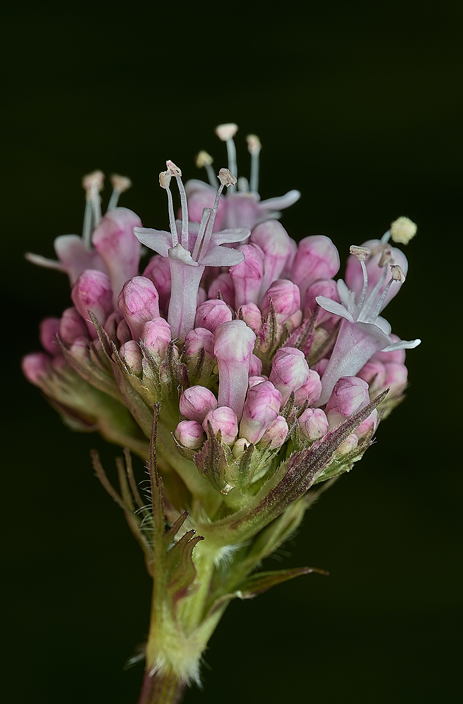 BurghCommonValerian130626-3