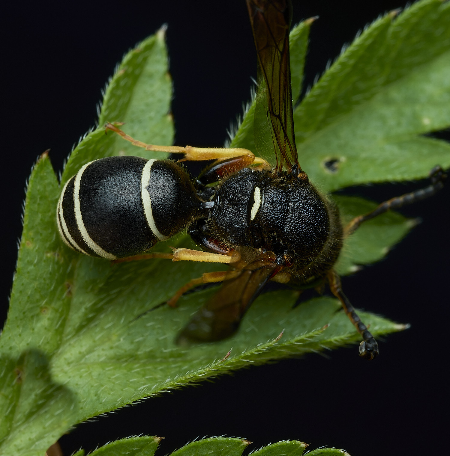 BurghCommonWasp131126-3