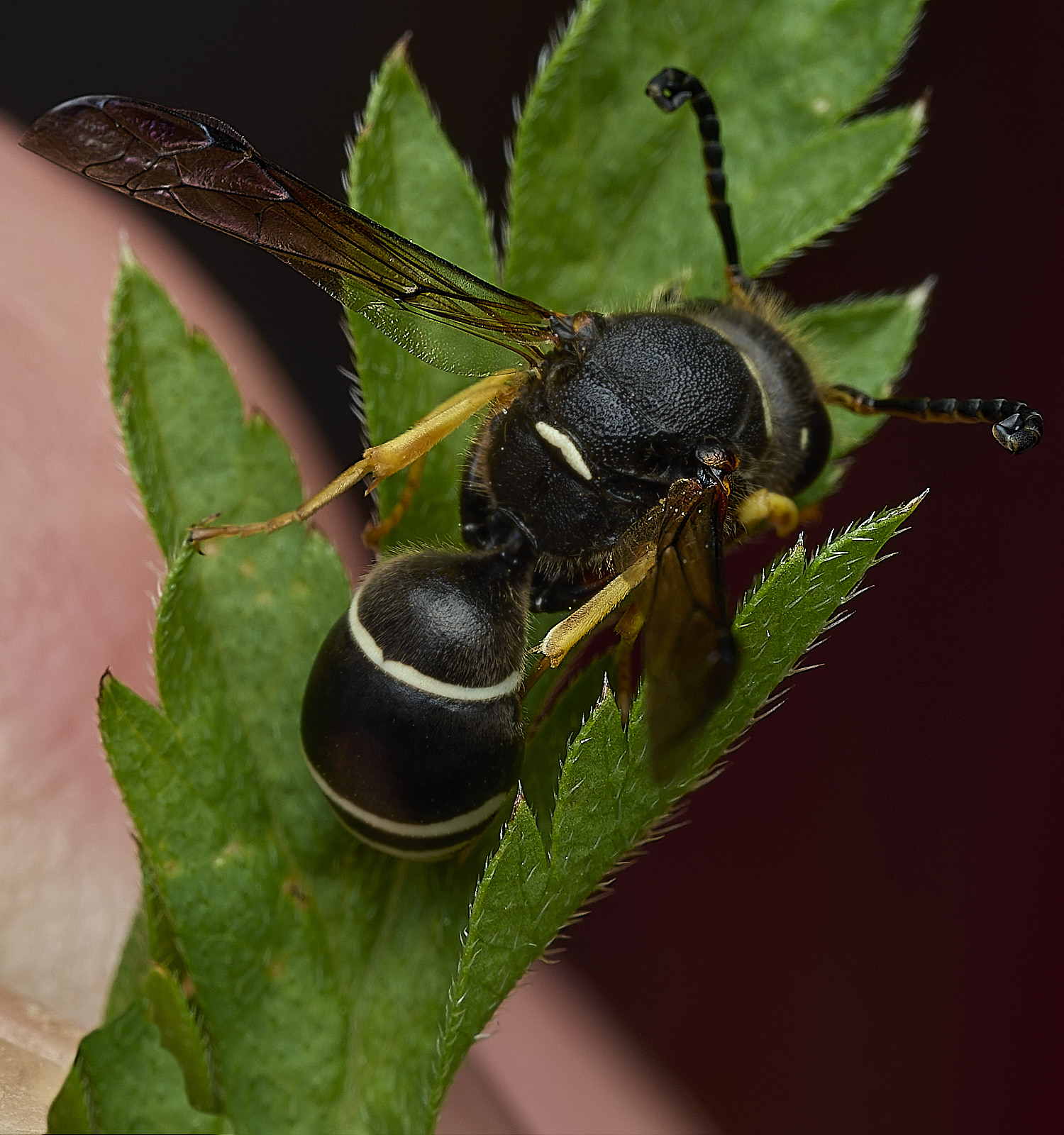 BurghCommonWasp131126-4