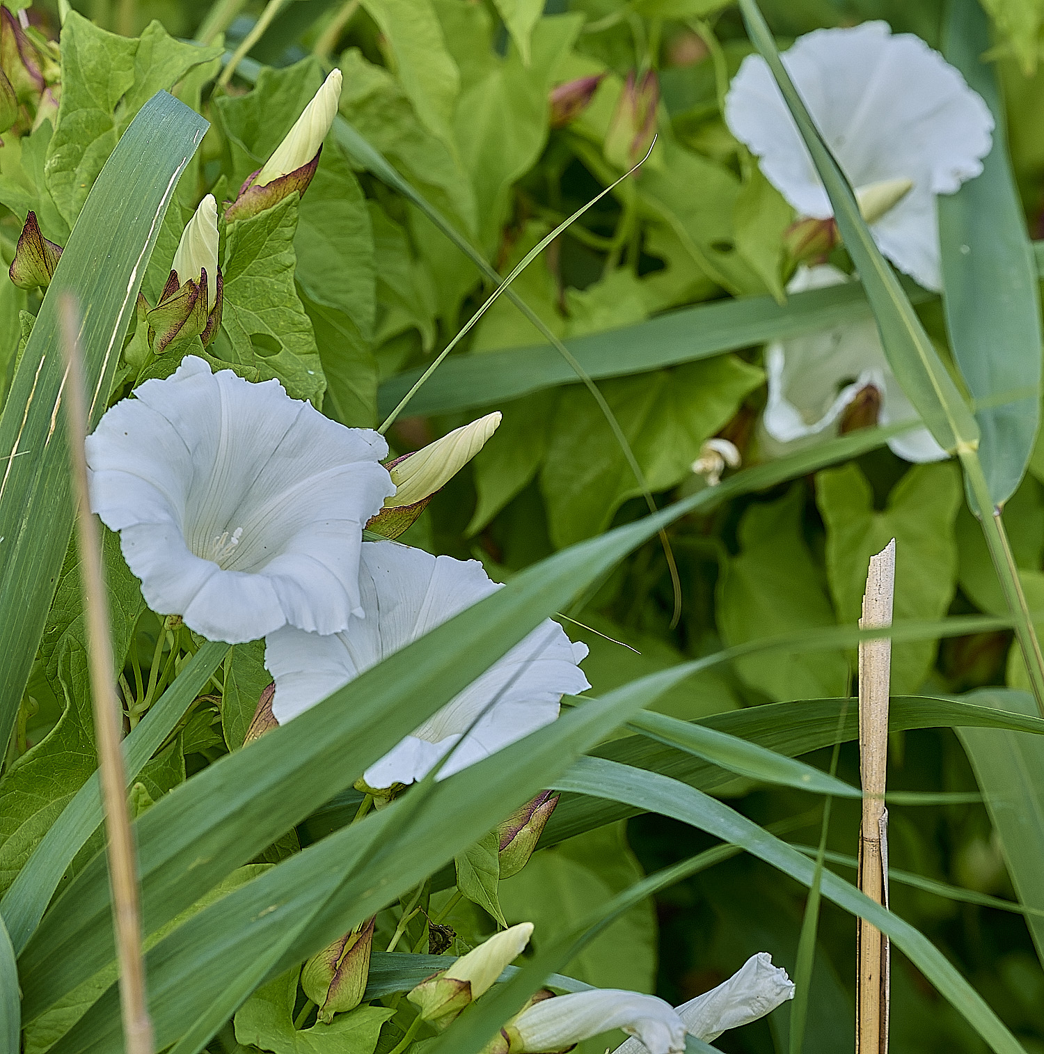 Cleycolumbine310726-1