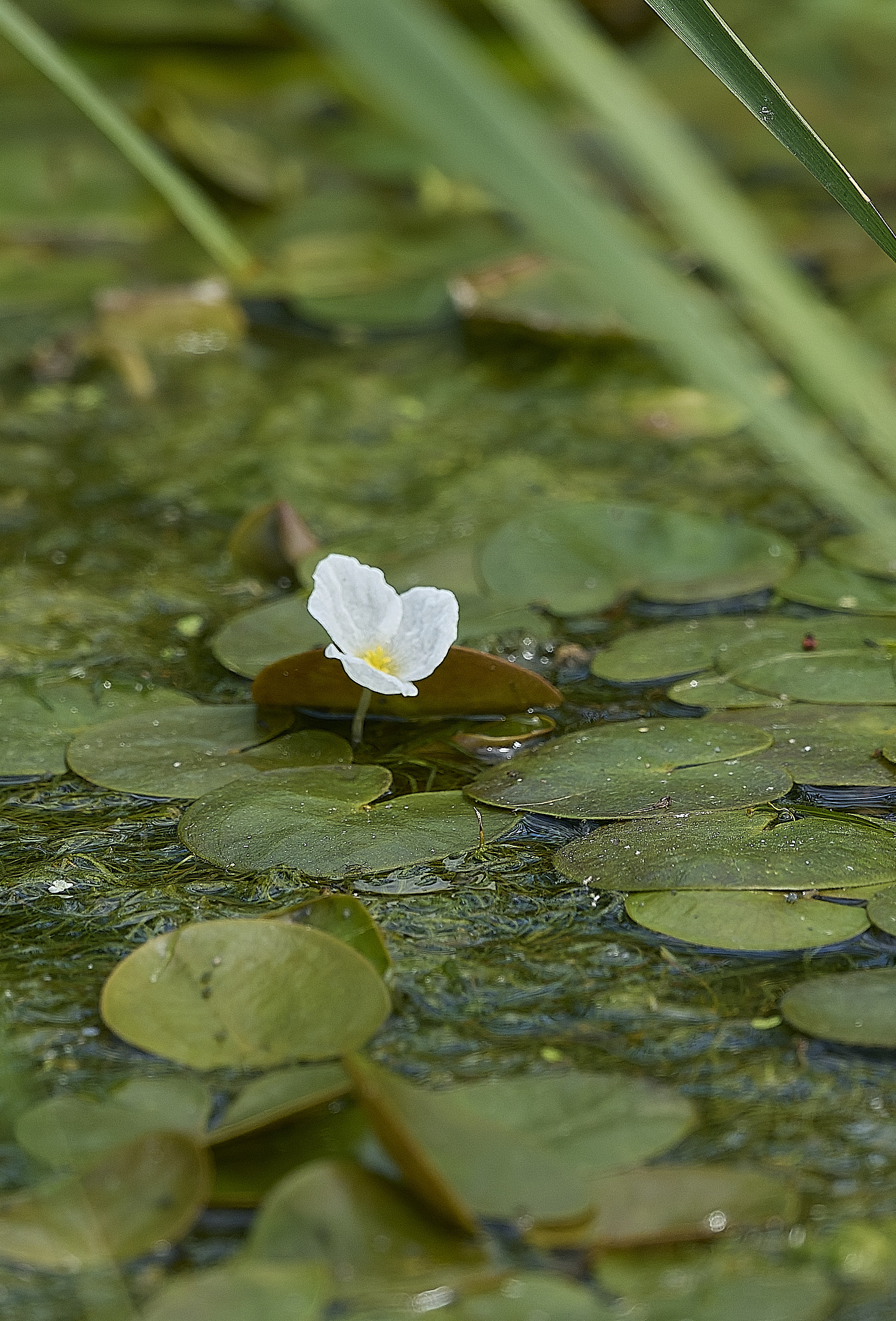CleyFrogbit310726-1