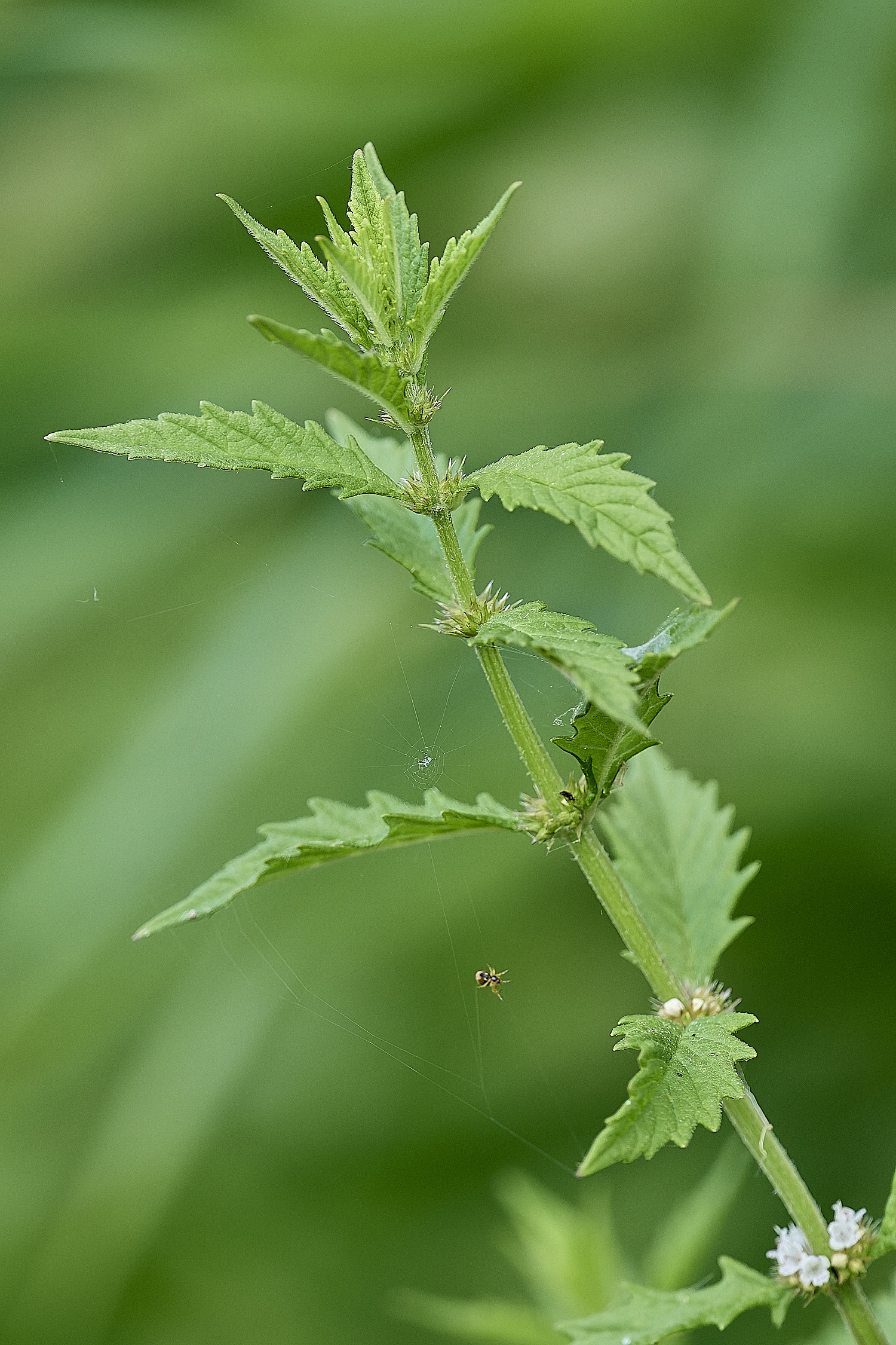 CleyGreen310726-1