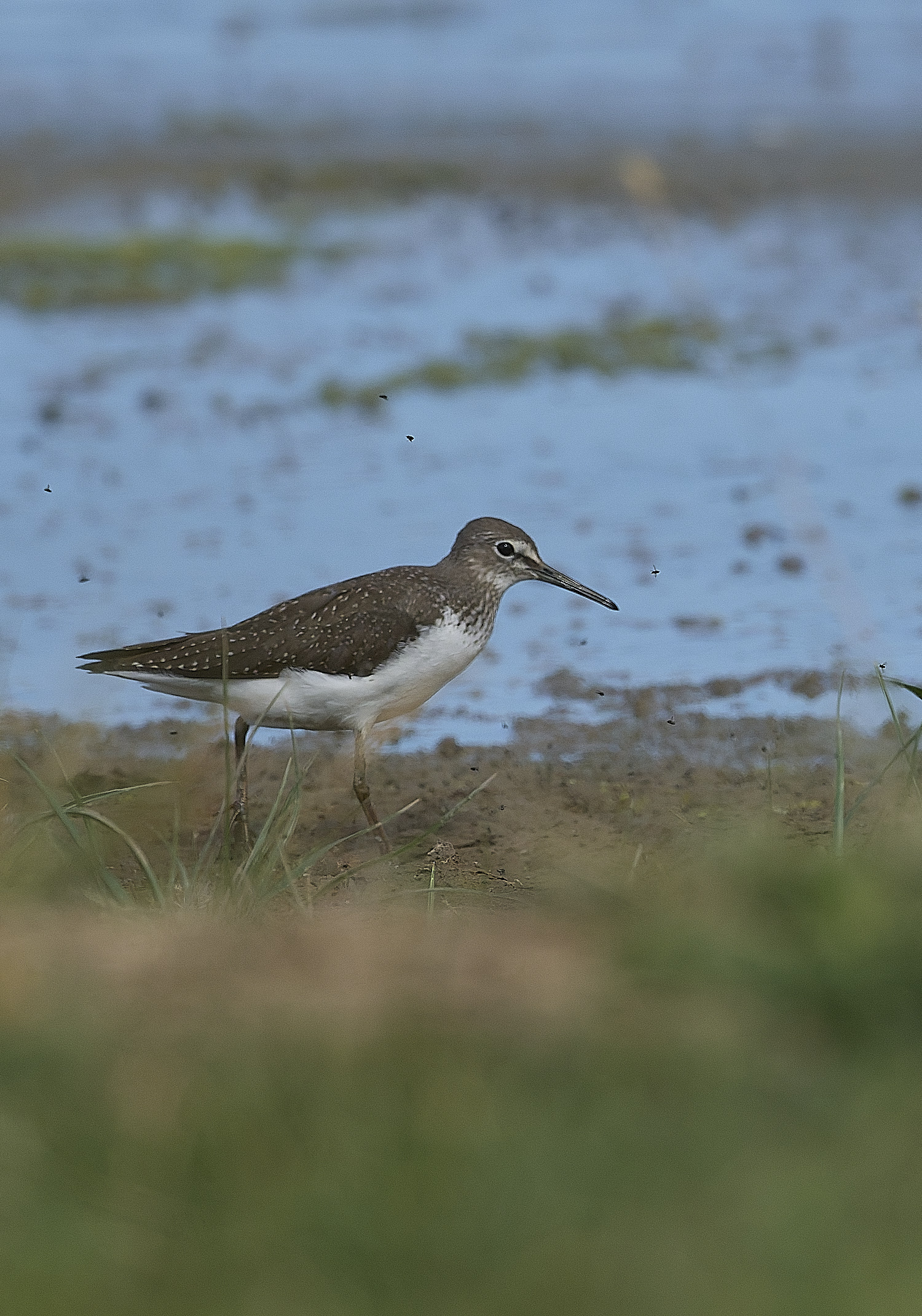 CleyGreenSandpiper310726-1
