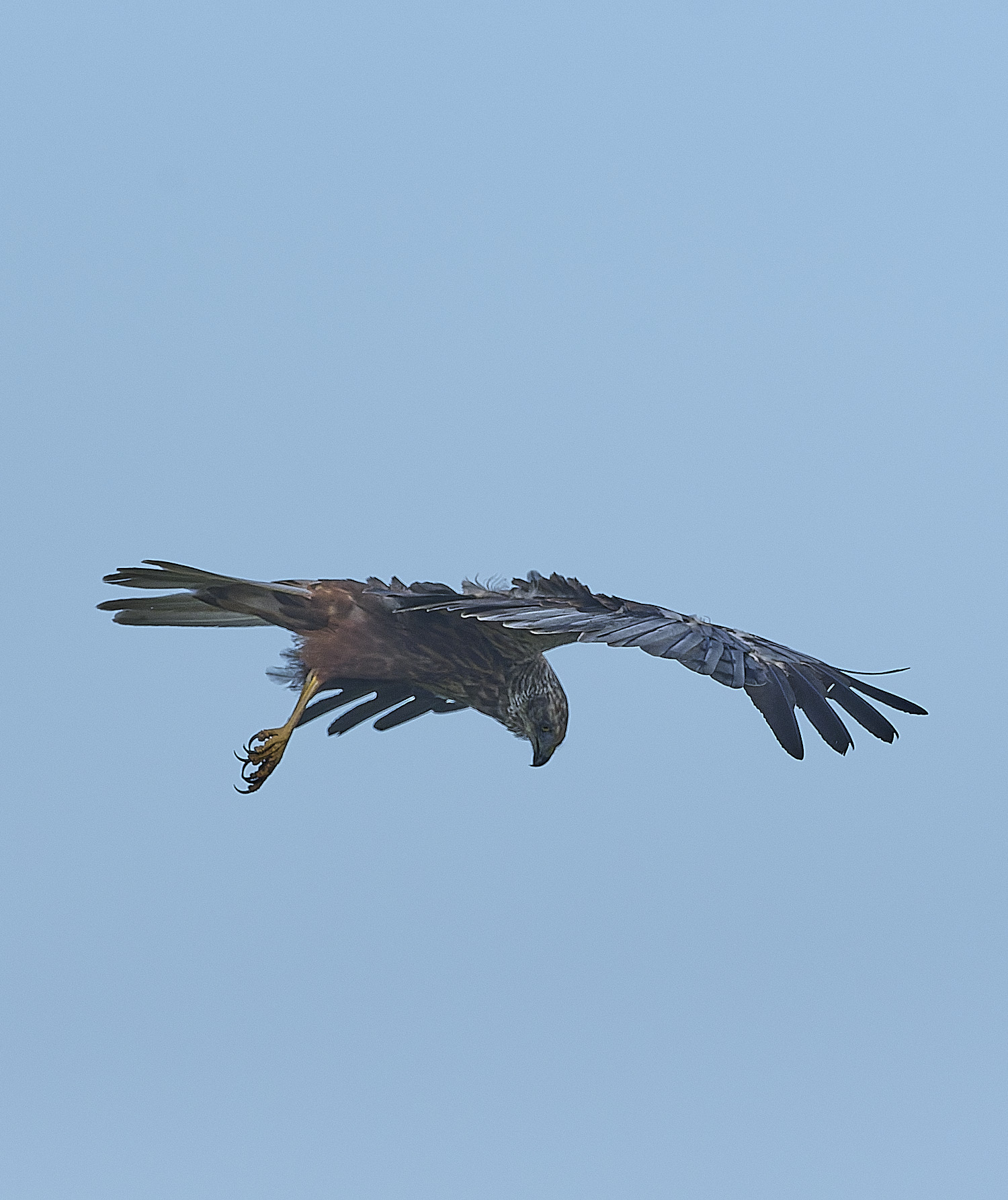 CleyMarshHarrier310726-2