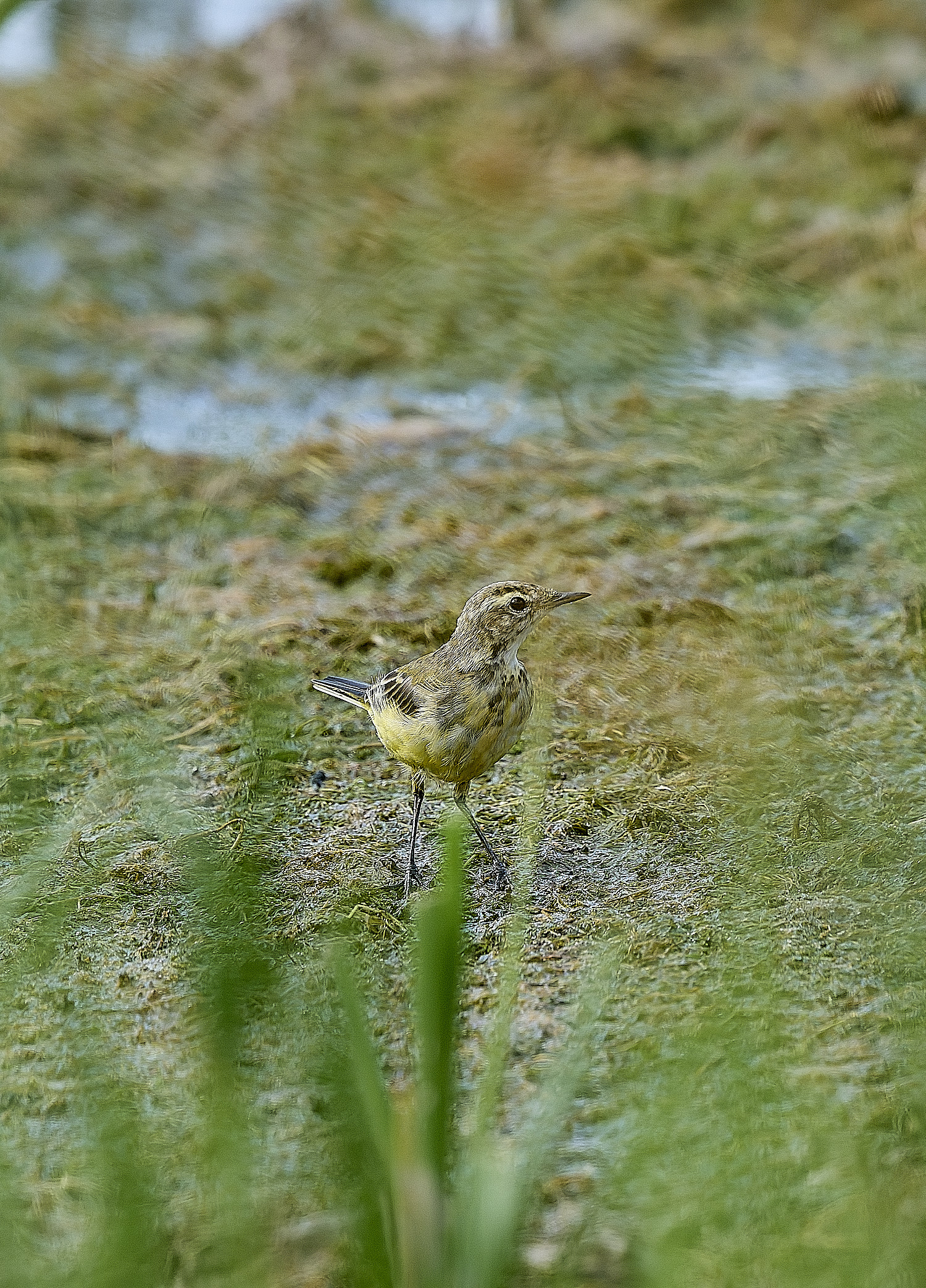 CleyYellowWagtail310726-1
