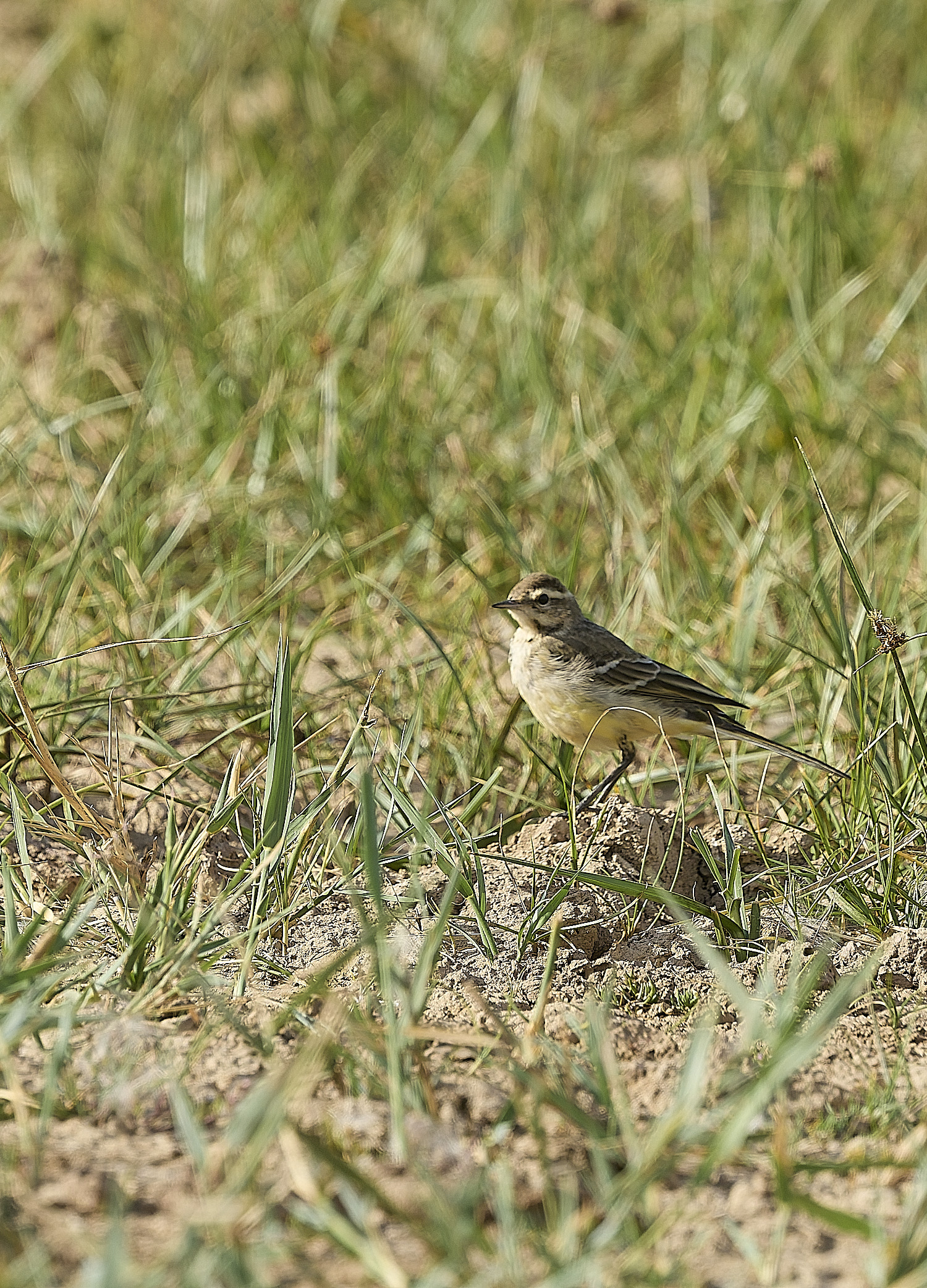 CleyYellowWagtail310726-3