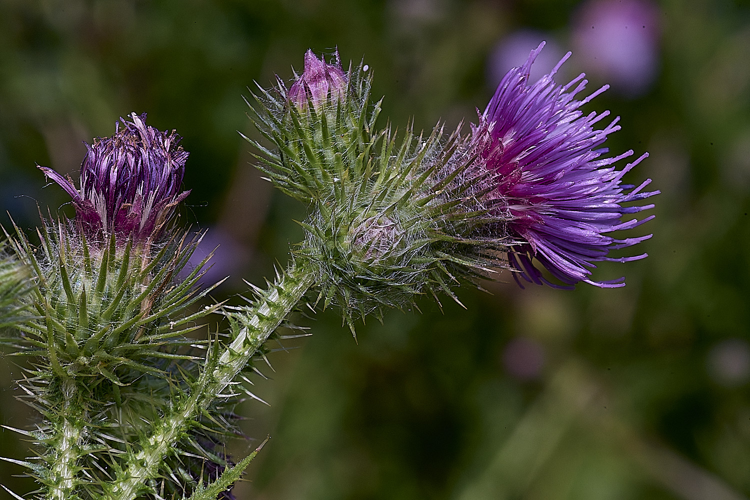 ColneyWoodsSlenderThistle100726-2