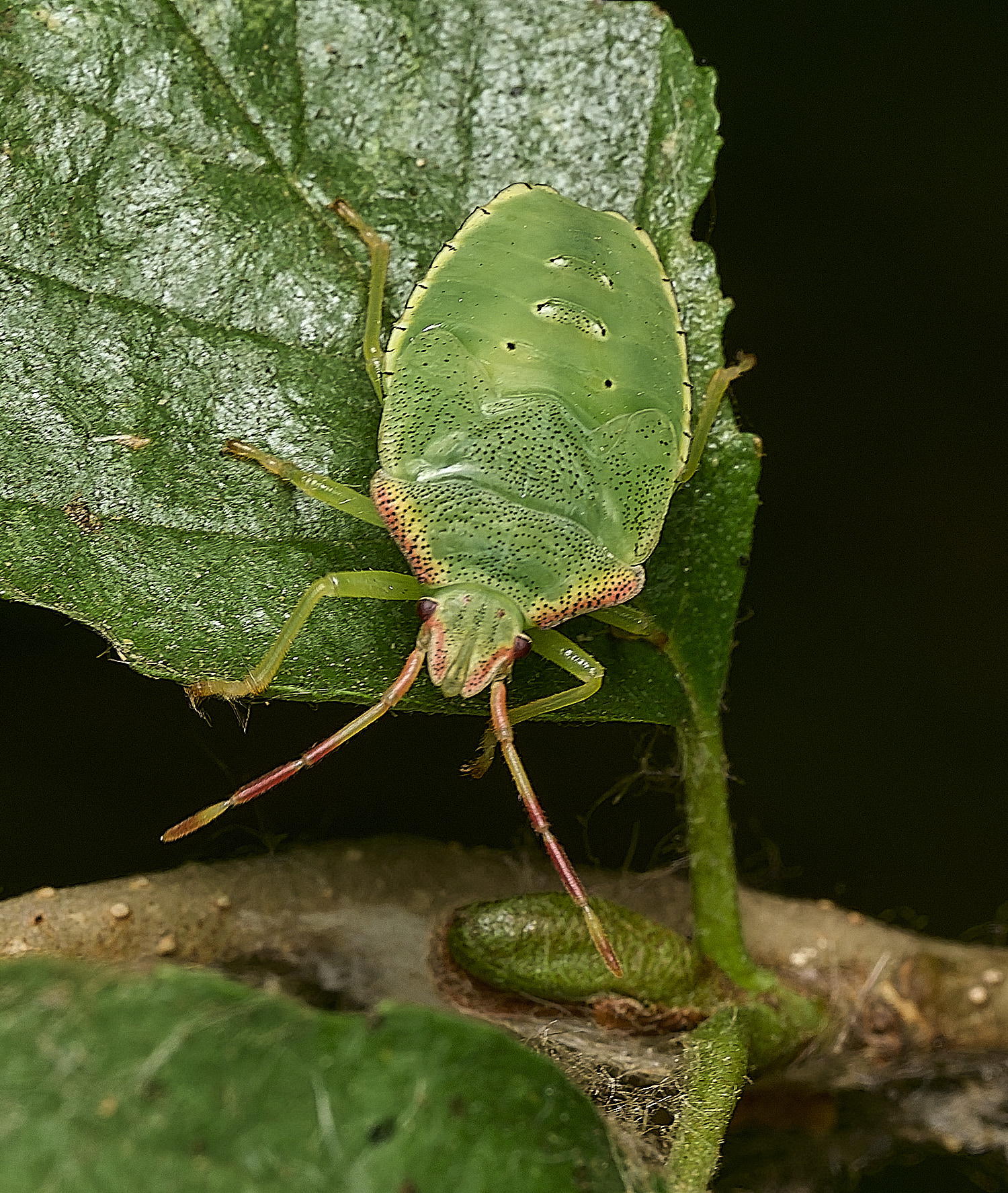 CranwichShieldBug160826-3