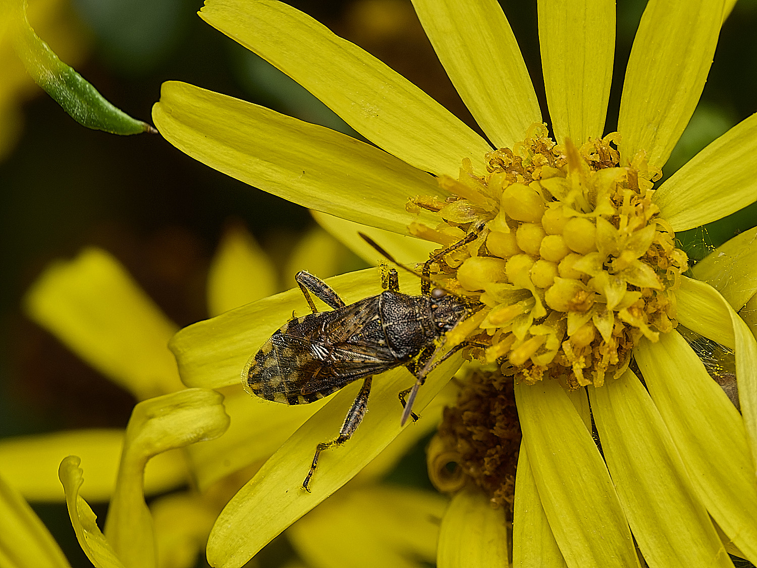 EastHarlingBugSp050926-1