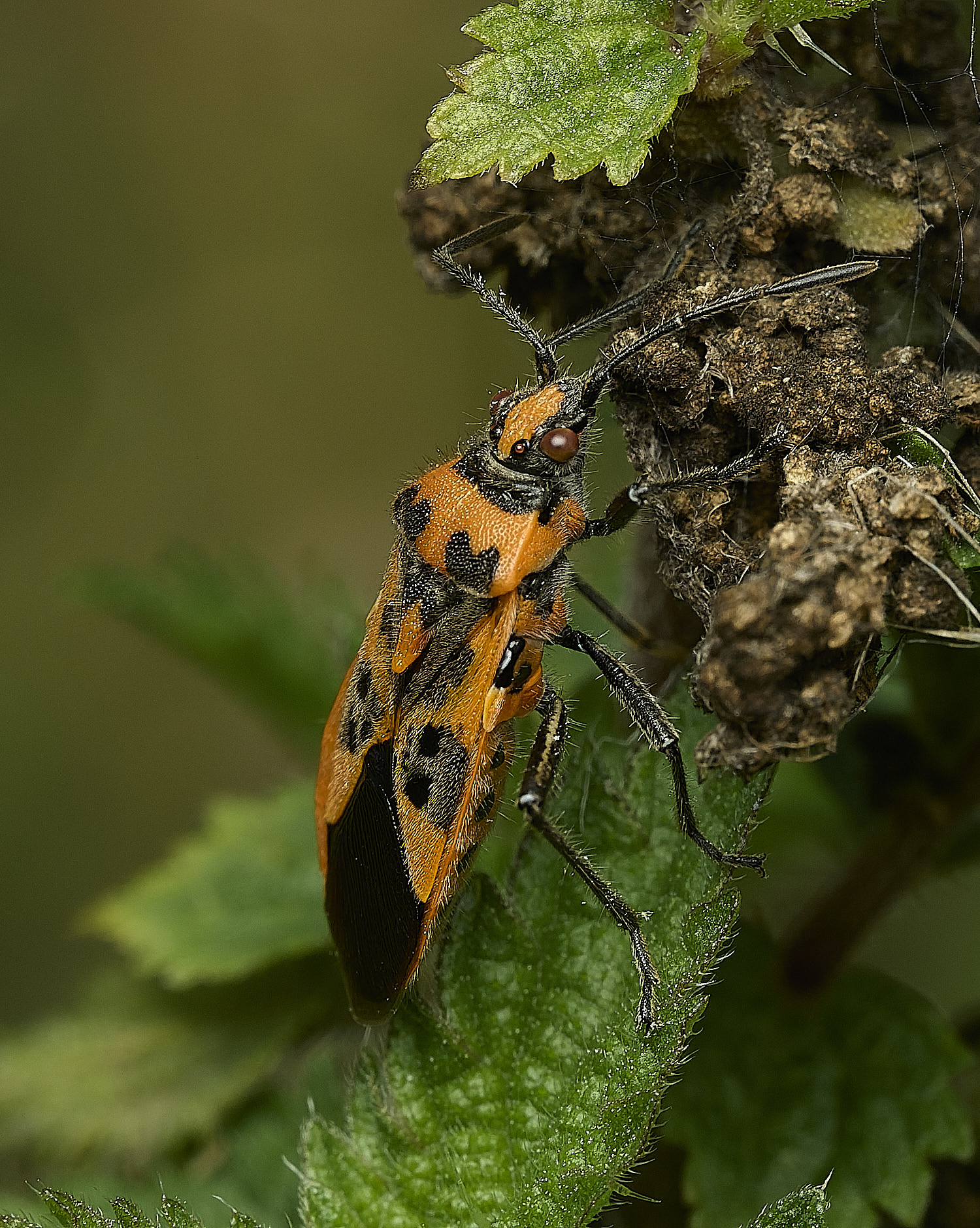 EastHarlingCinnamonBug050926-2